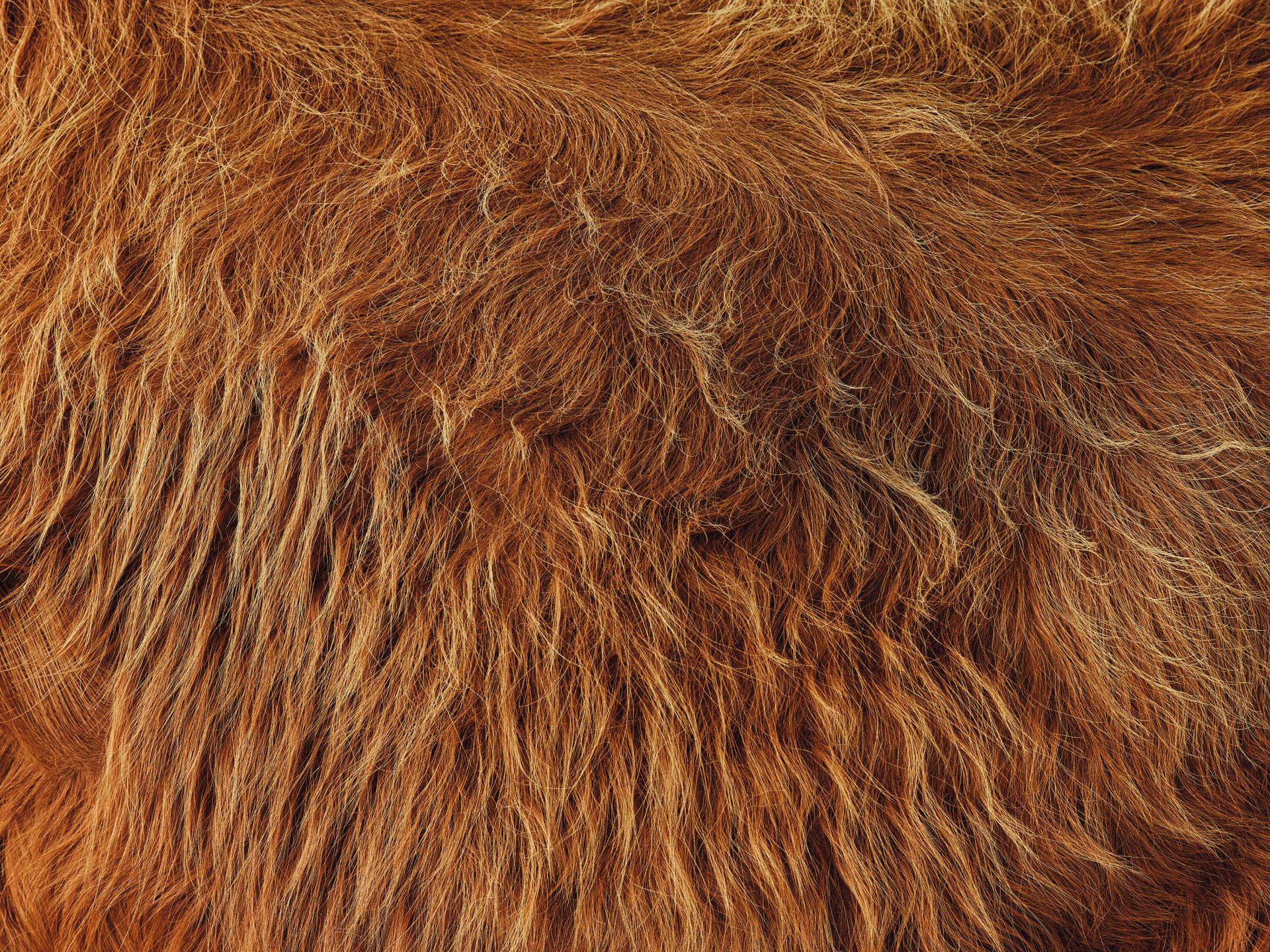 Szkocka sierść wyżynna w stylu vintage 