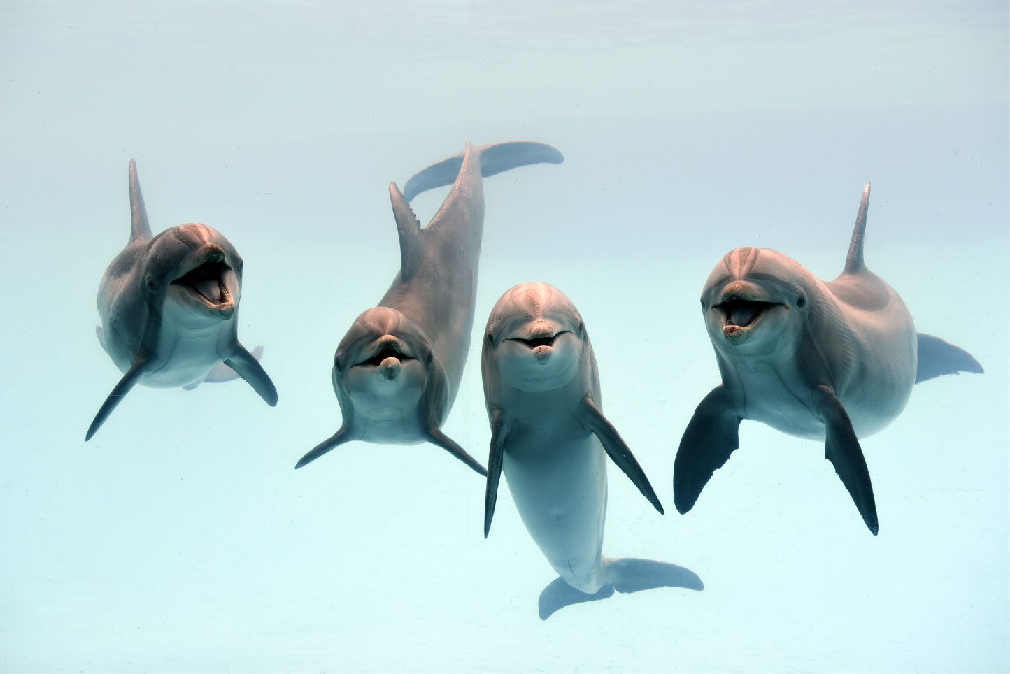 Śmiejące się delfiny