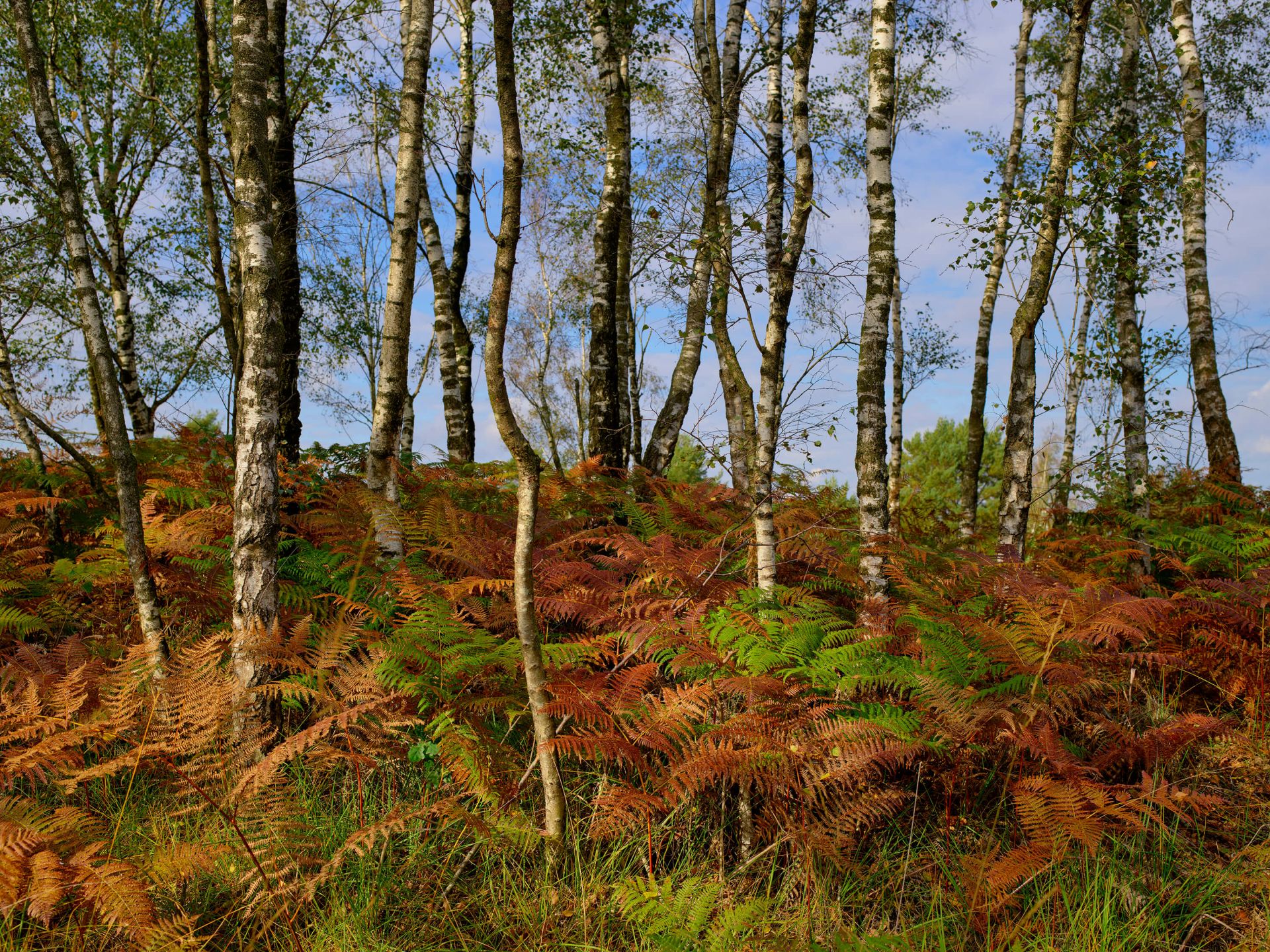 Brzozy z kolorowymi paprociami