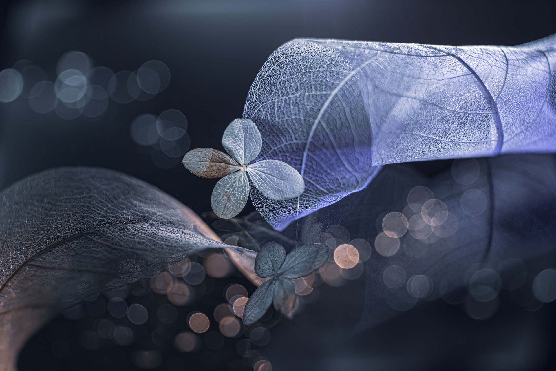 FantasAsa de invierno