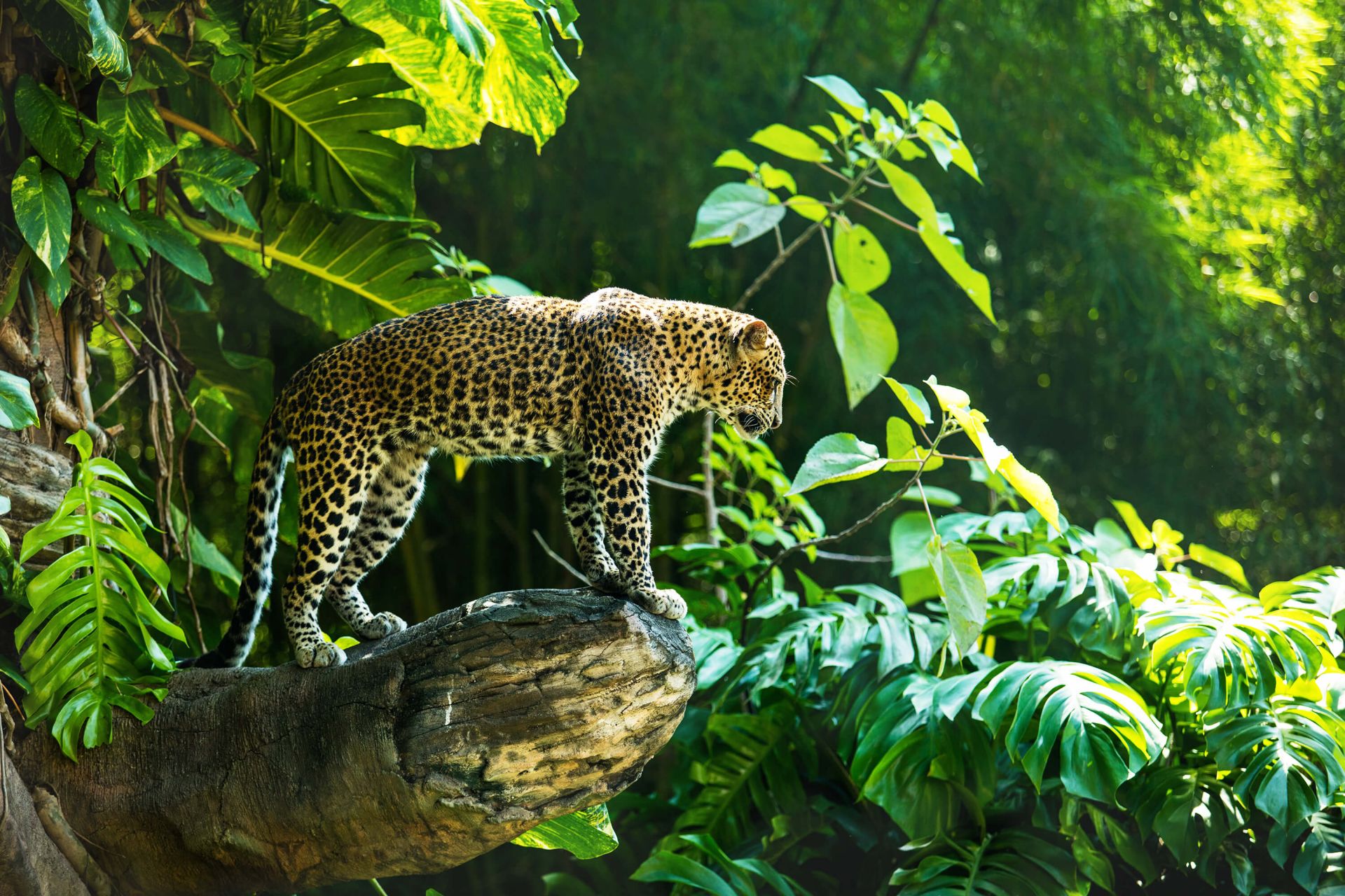 Leopard na skale