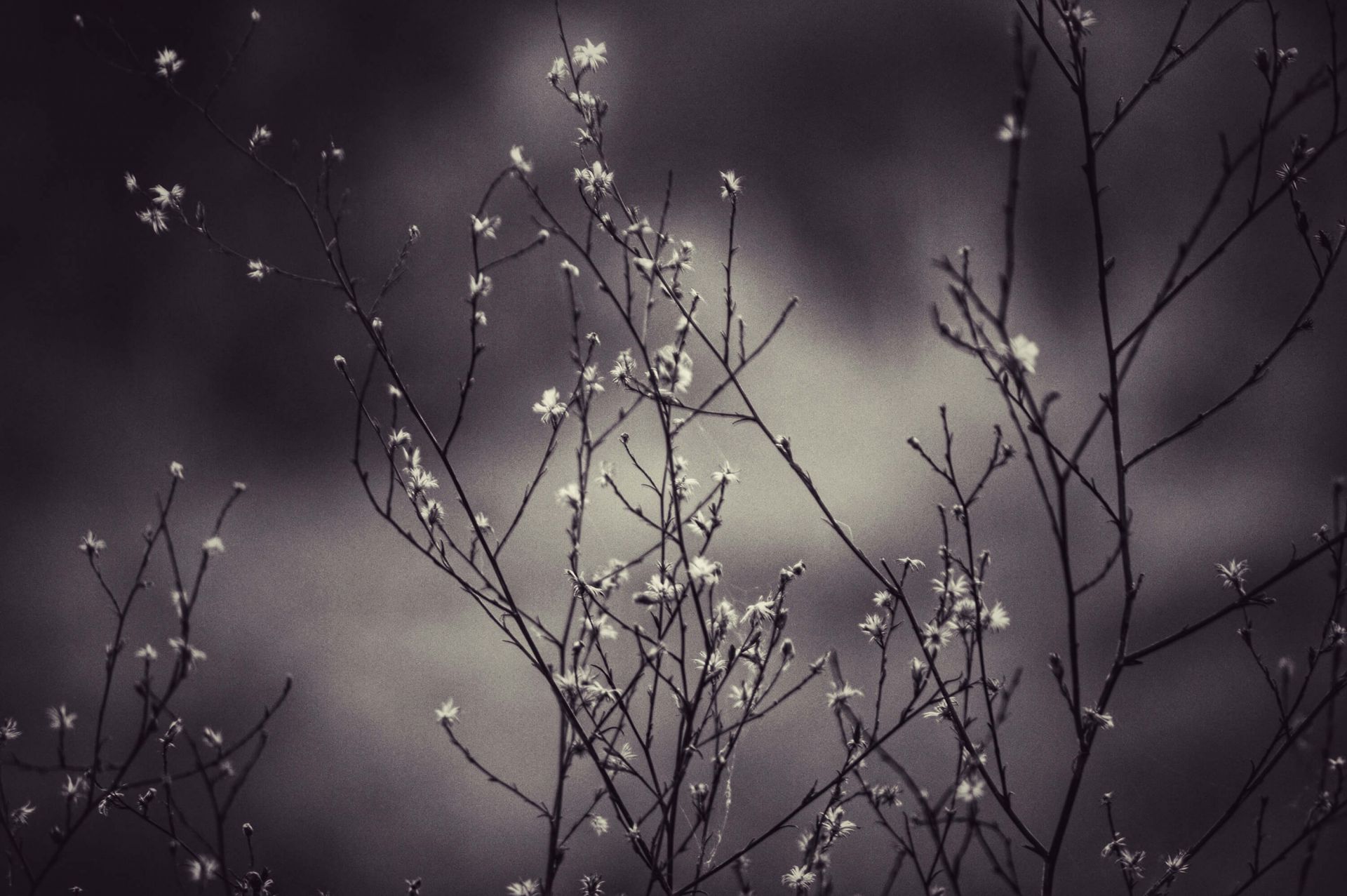 Ciemne gałęzie