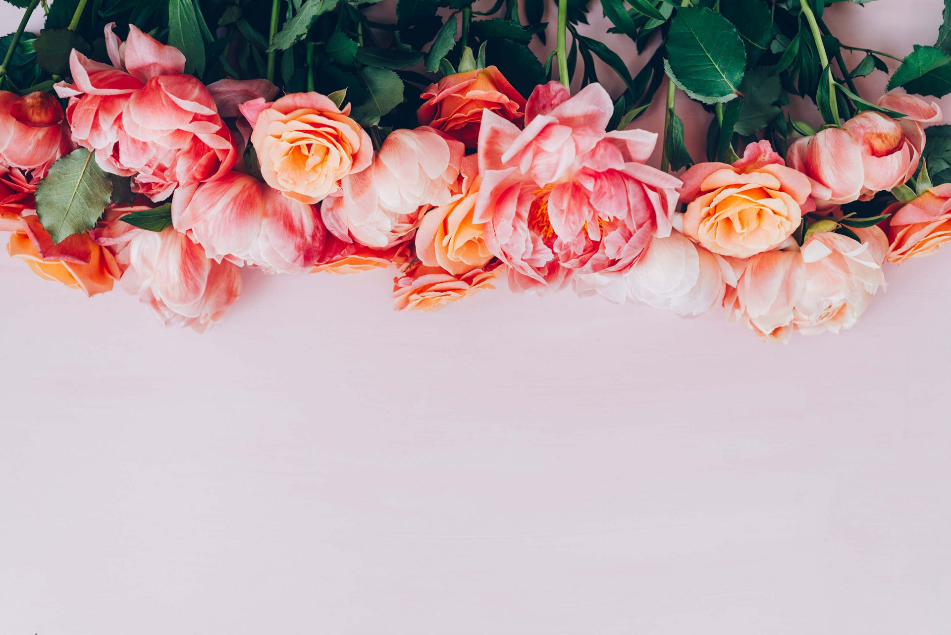 Róże w różnych odcieniach różu