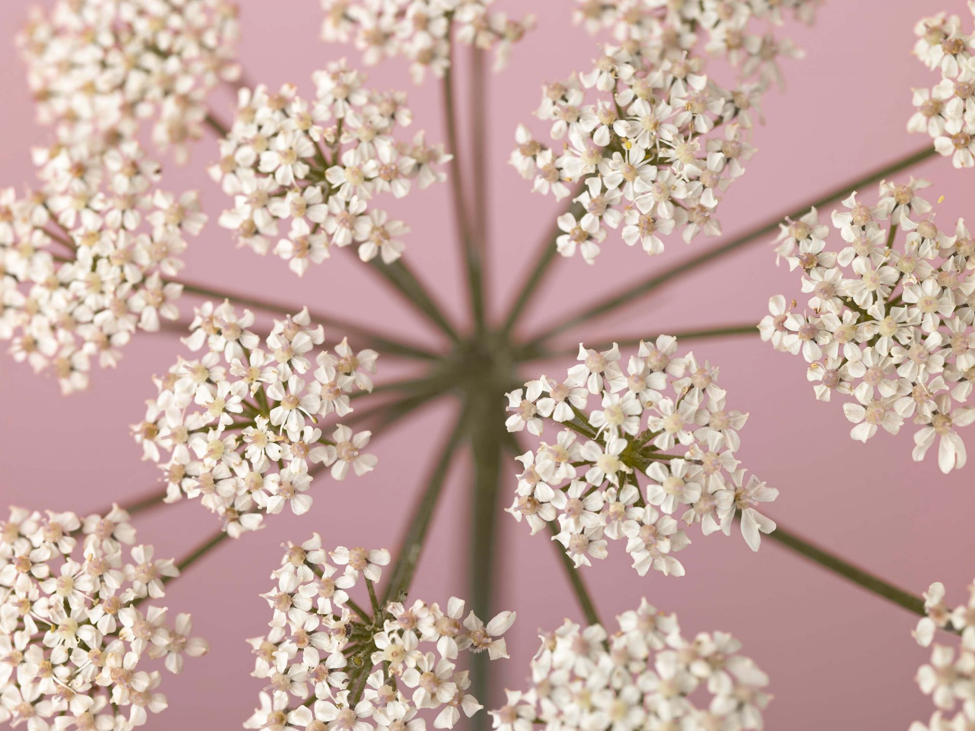 Pietruszka białej krowy