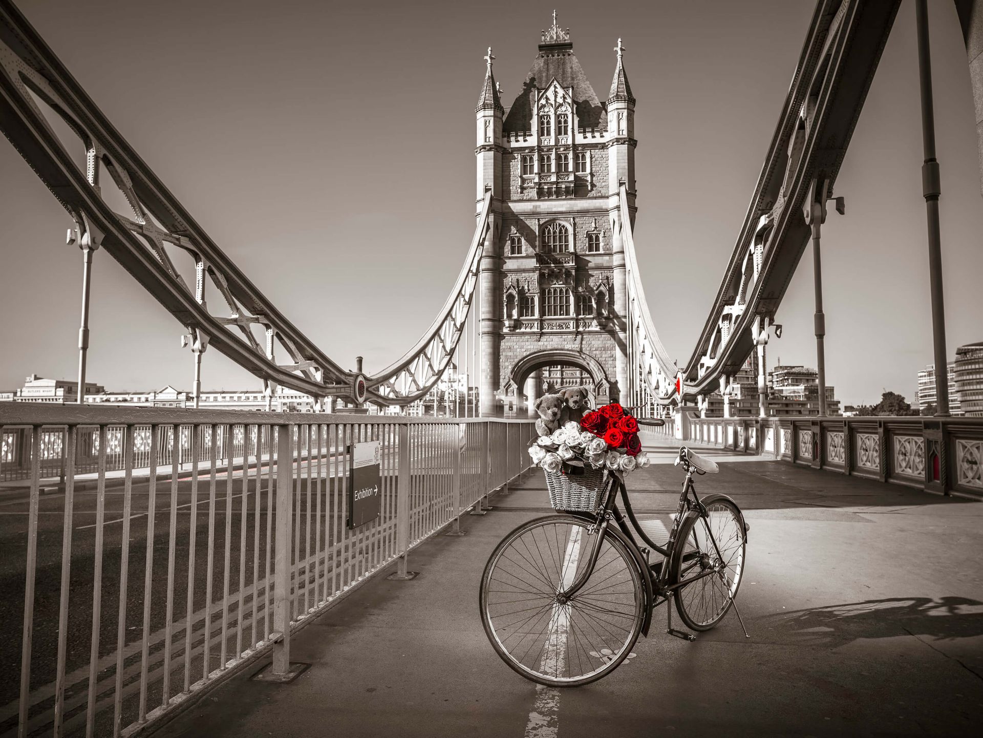 Szczeniaki w koszyku rowerowym