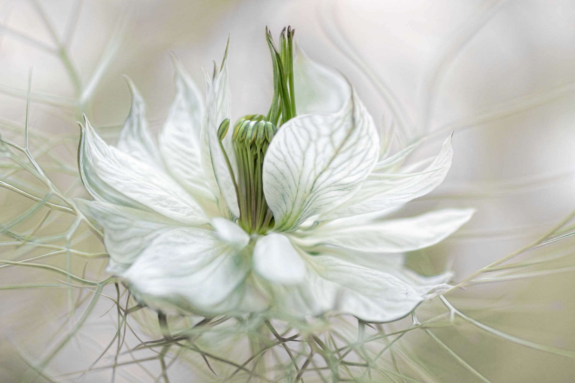 White nigella