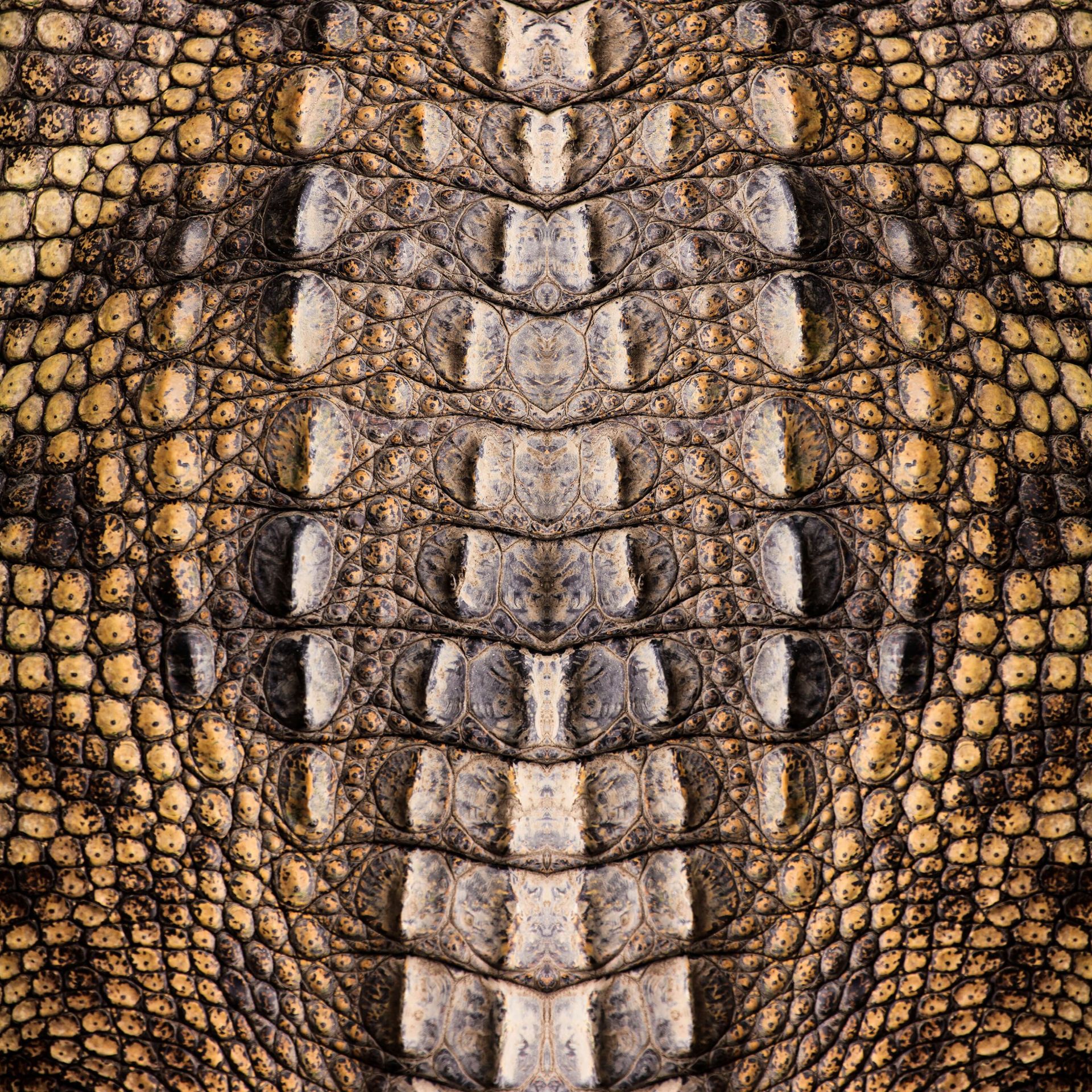 Tekstura krokodyla