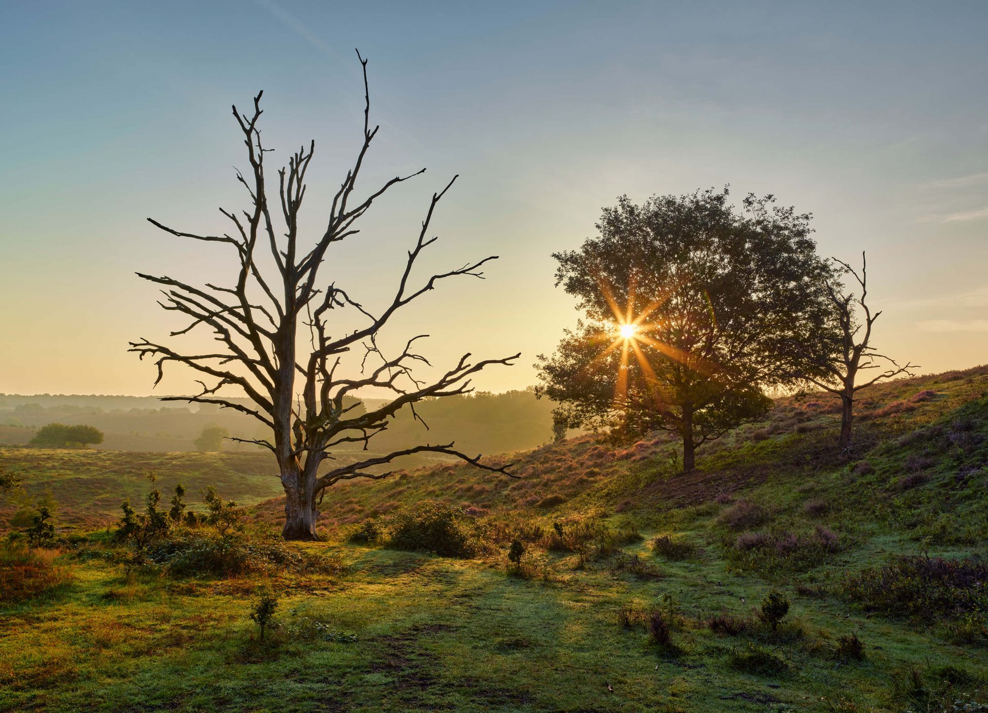 Wschodzące słońce na wrzosowisku