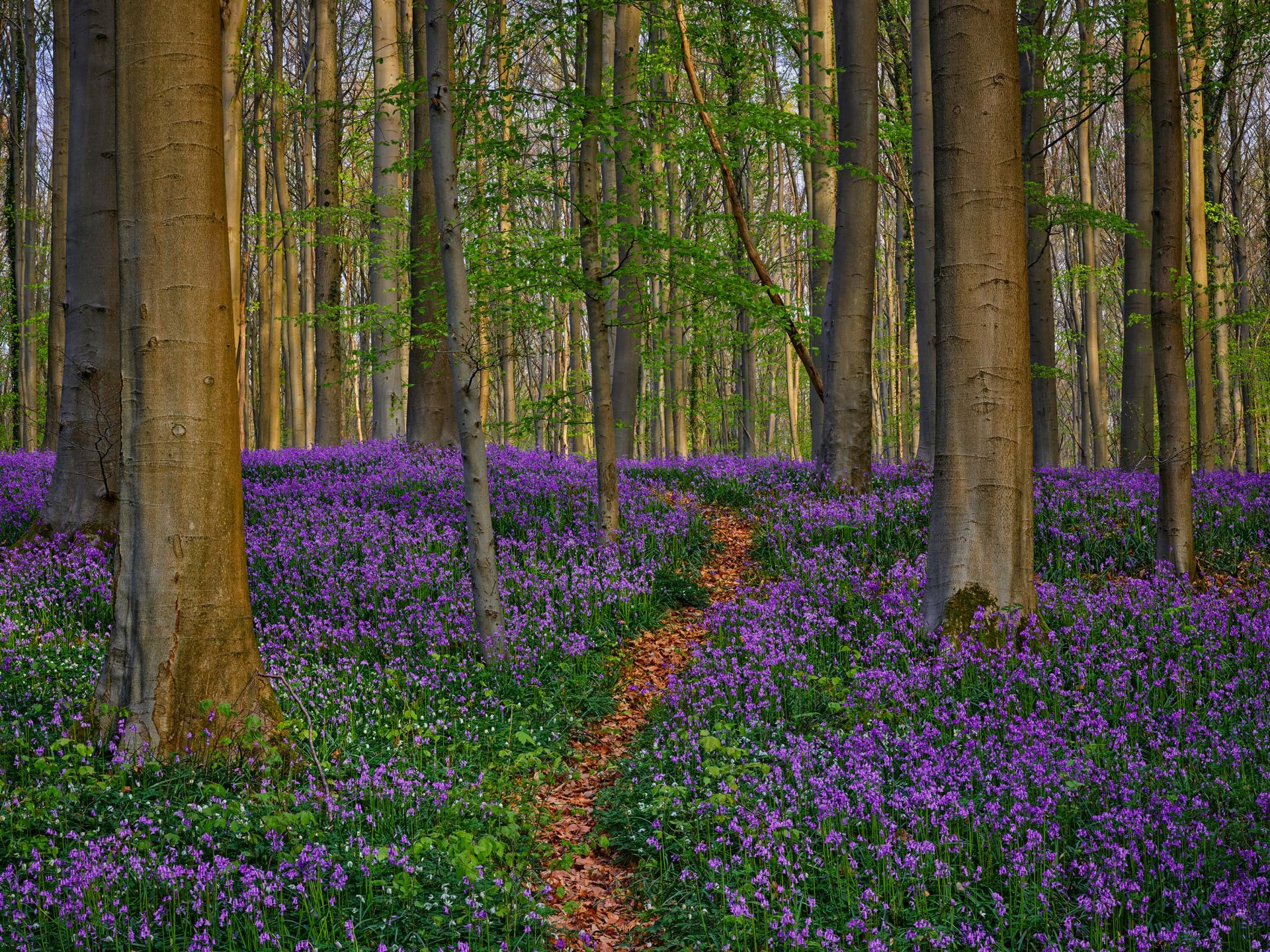 Ładna ścieżka przez las
