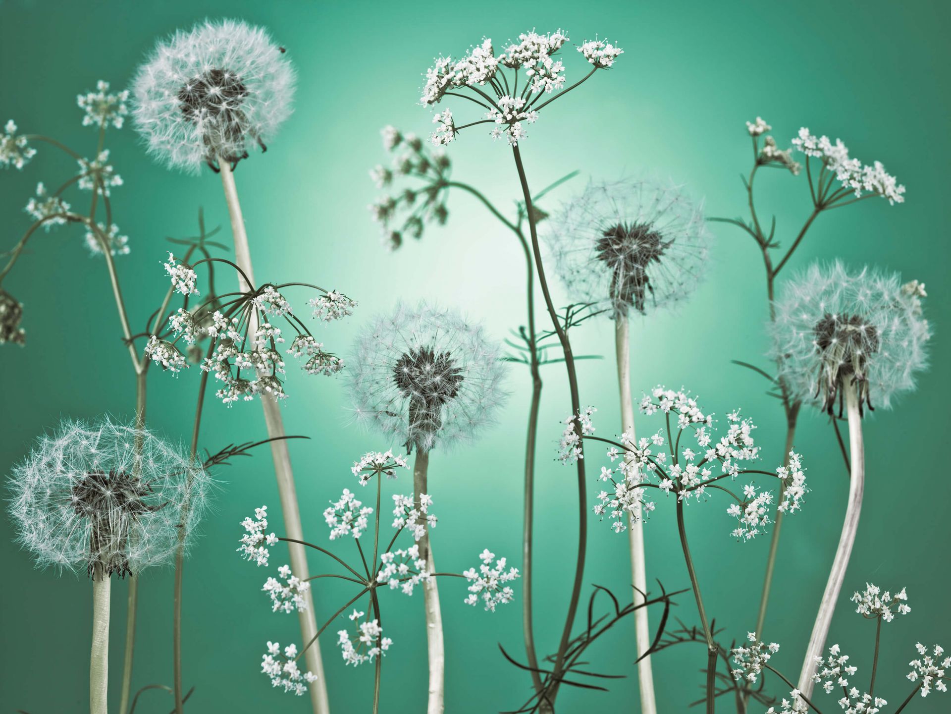 Łąka fantazyjny turkus