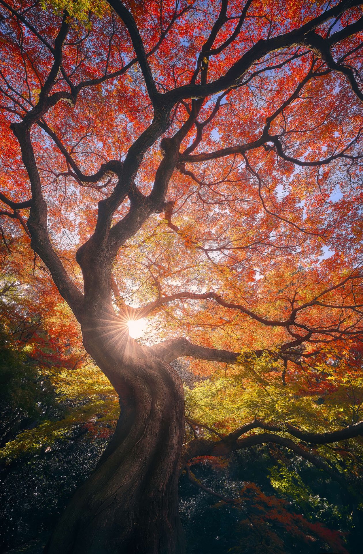 The Japanese Tree
