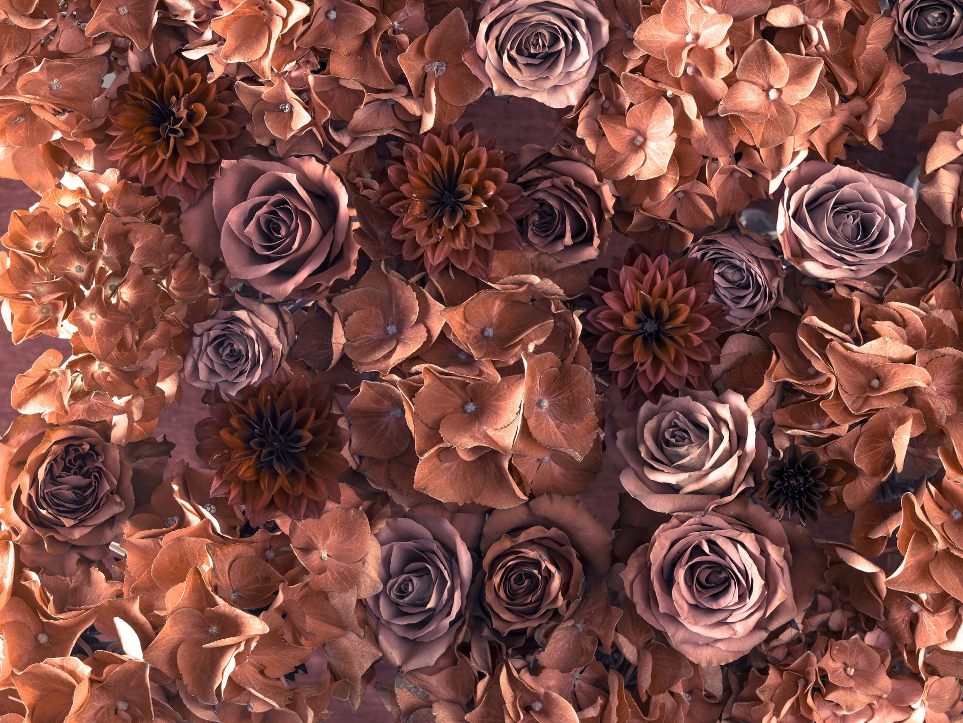 Hortensje, róże i dalie