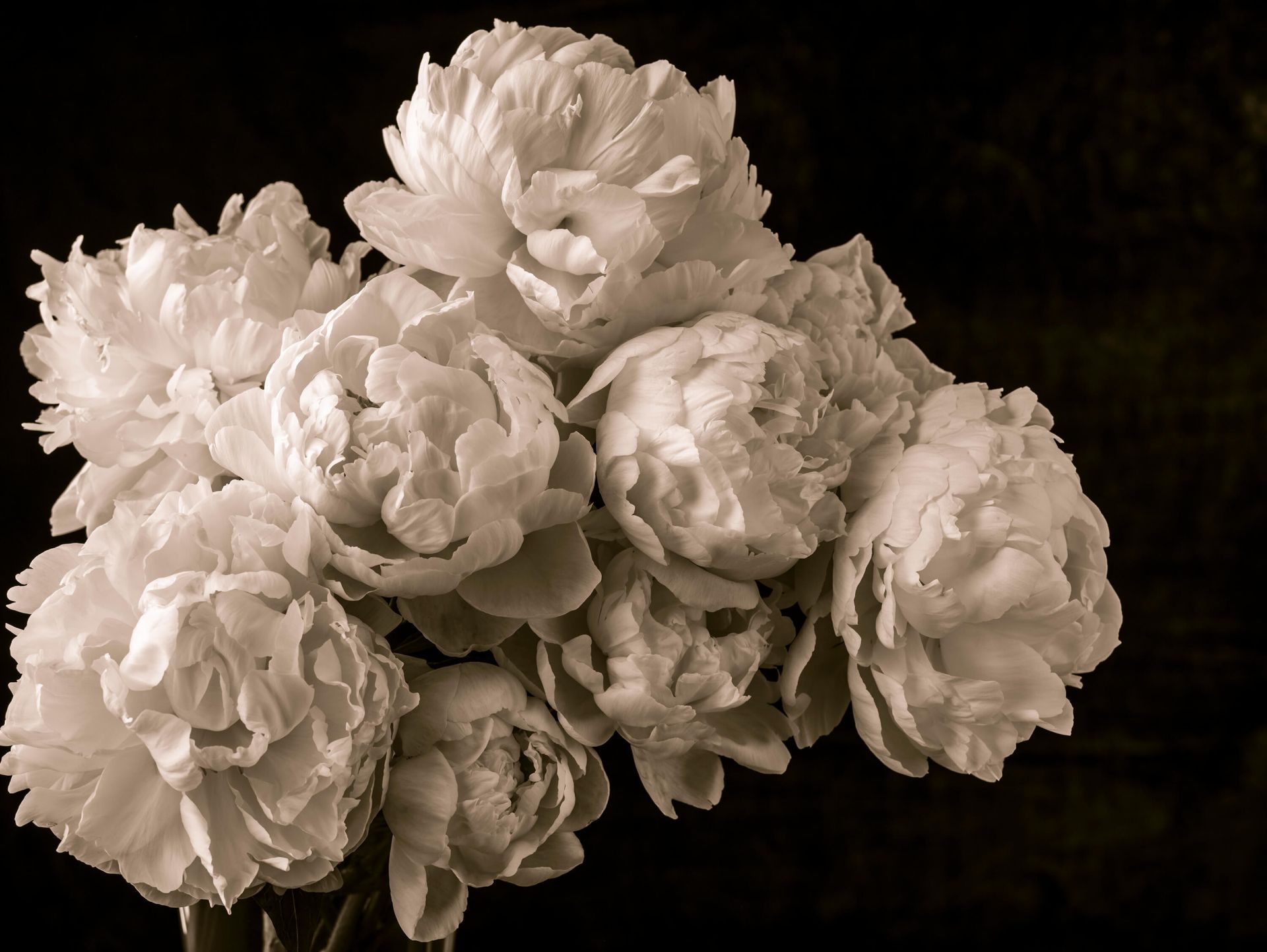 Pęczek piwonii vintage