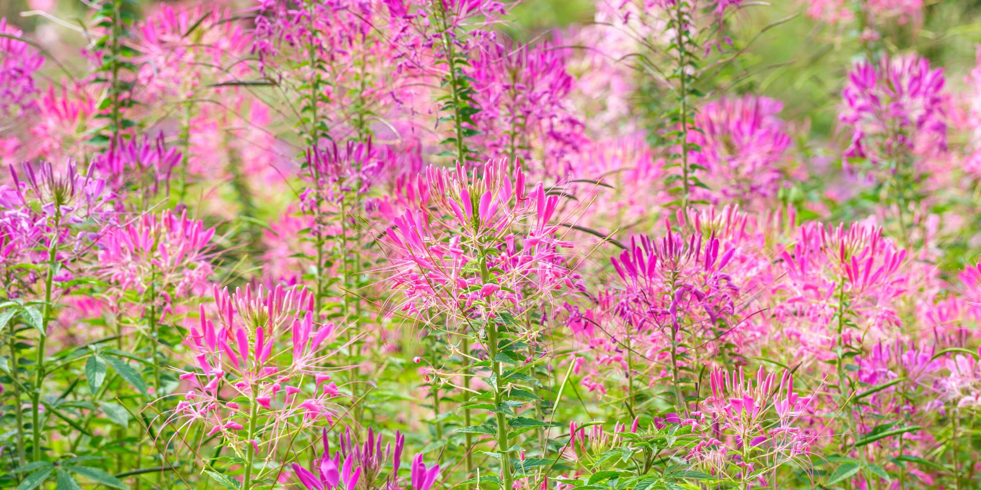 Kwiaty Cleome