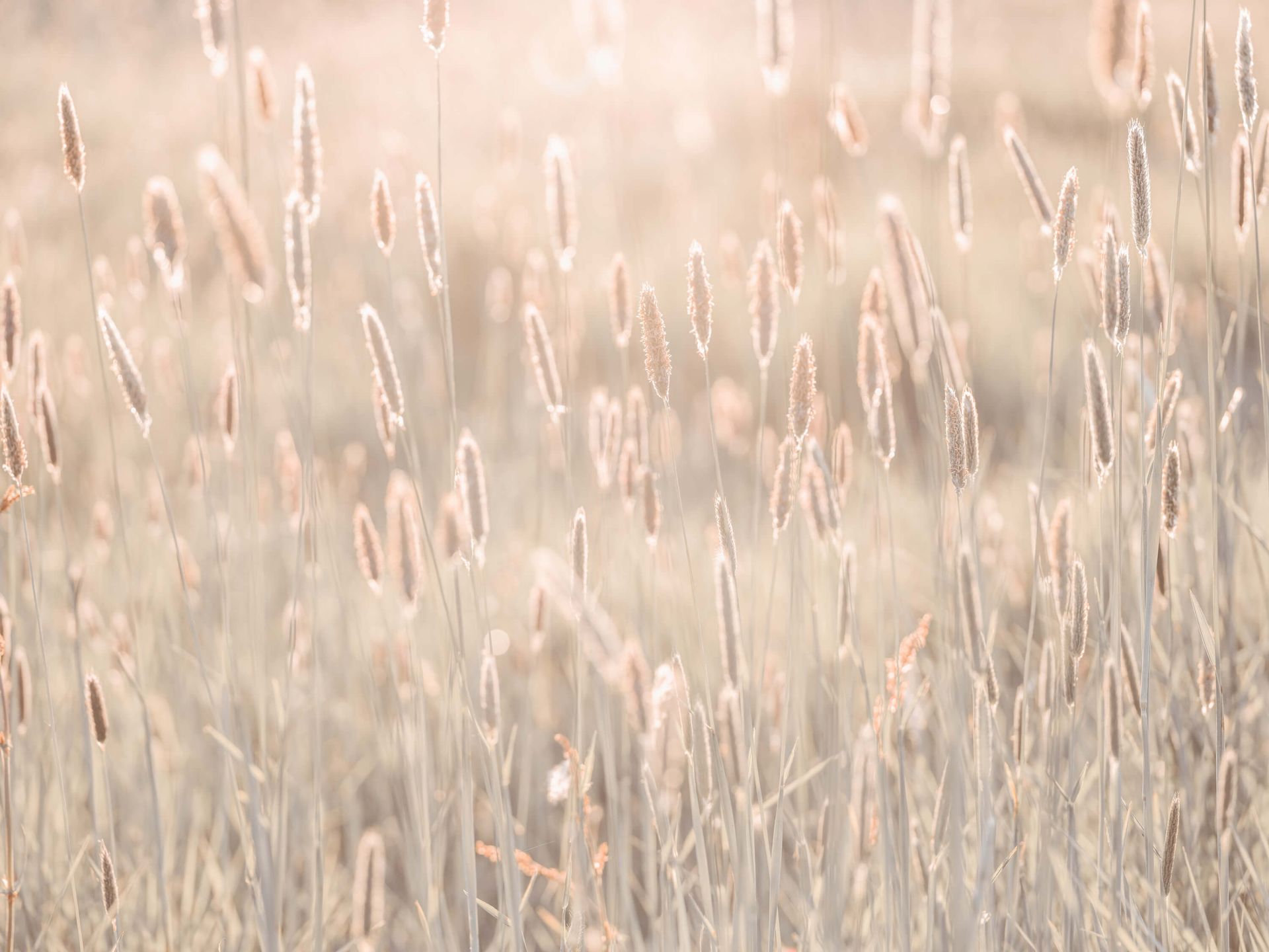Słoneczny letni dzień
