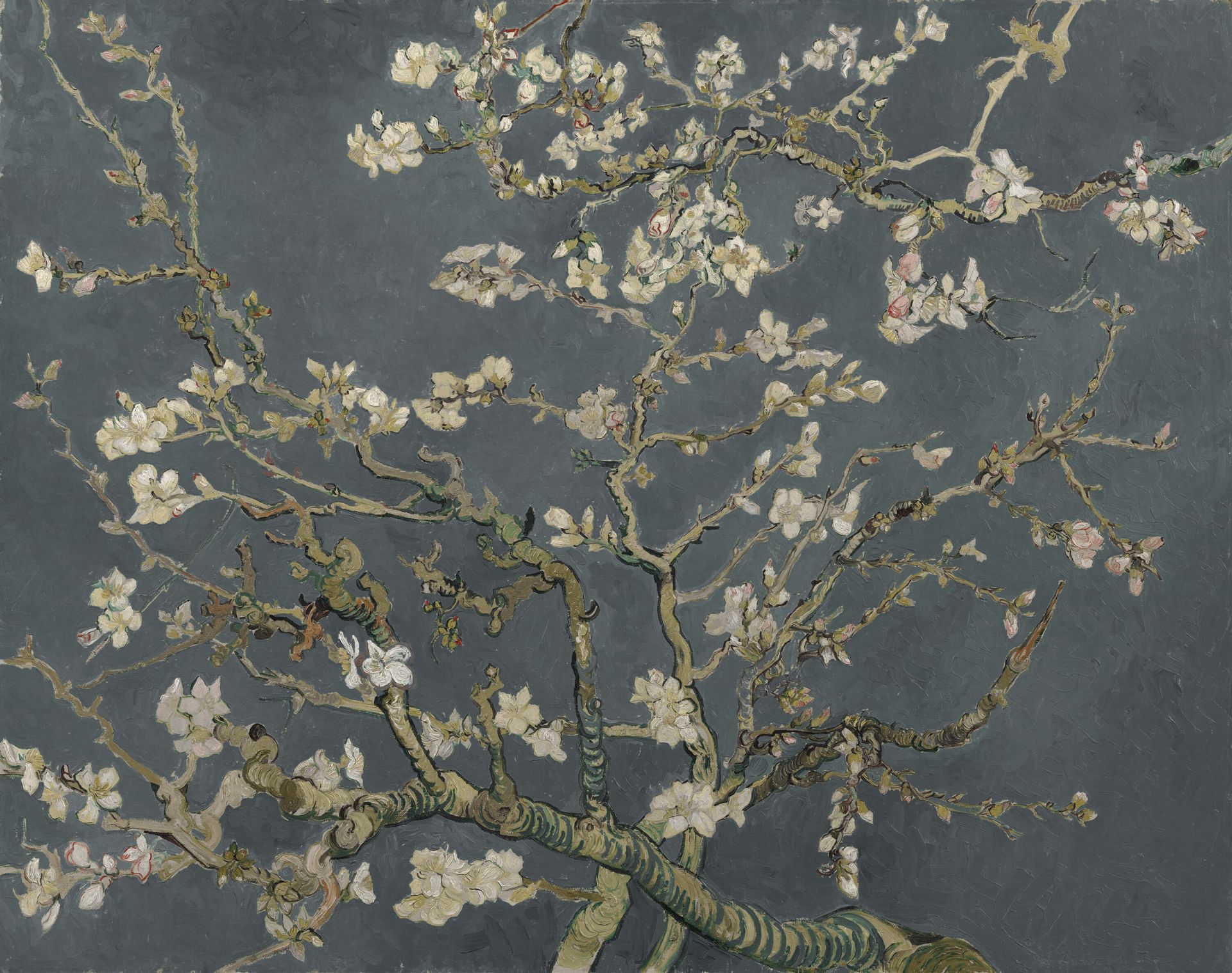 Kwiat migdałowca w rozkwicie