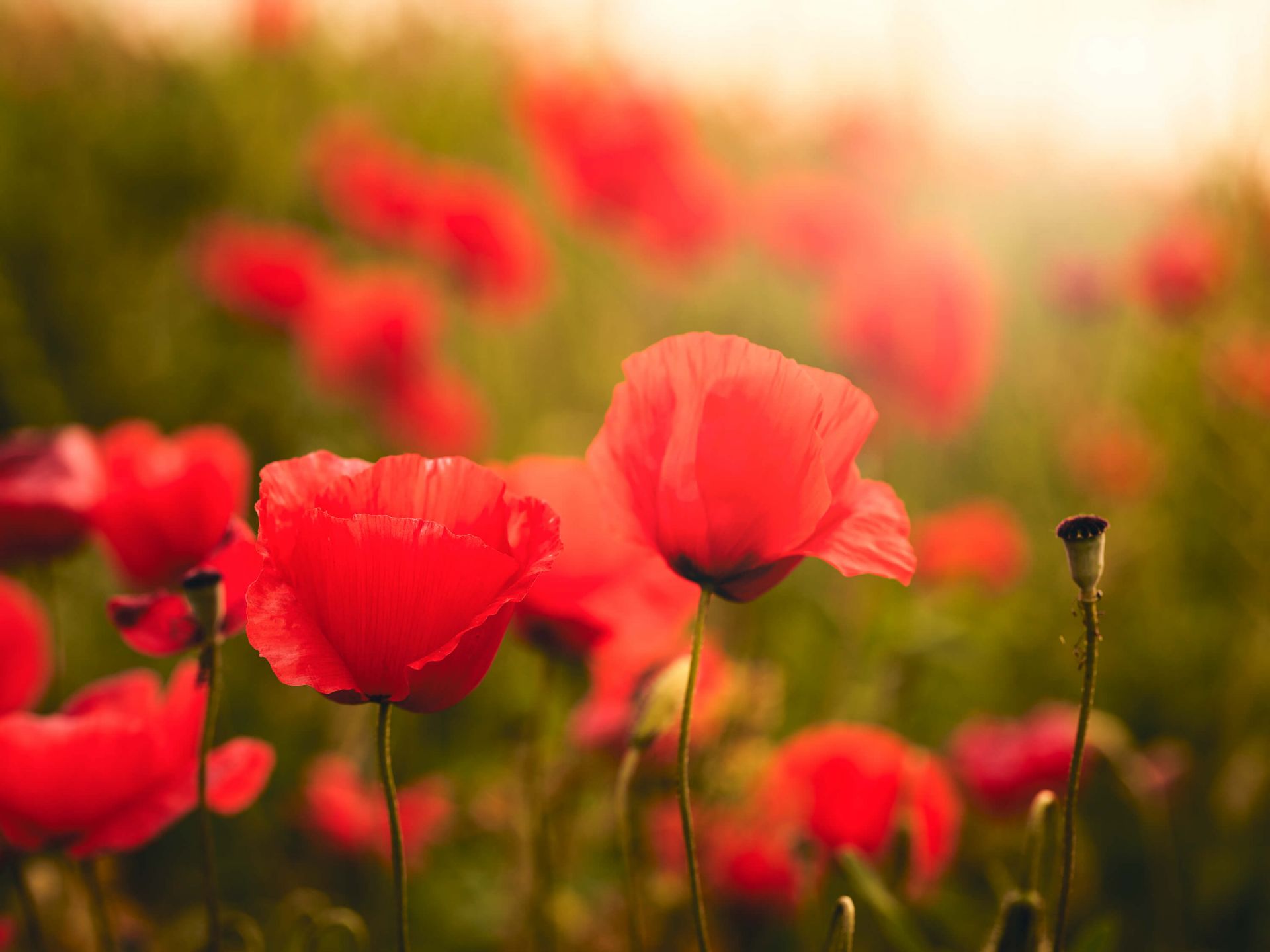 Maki o wschodzie słońca