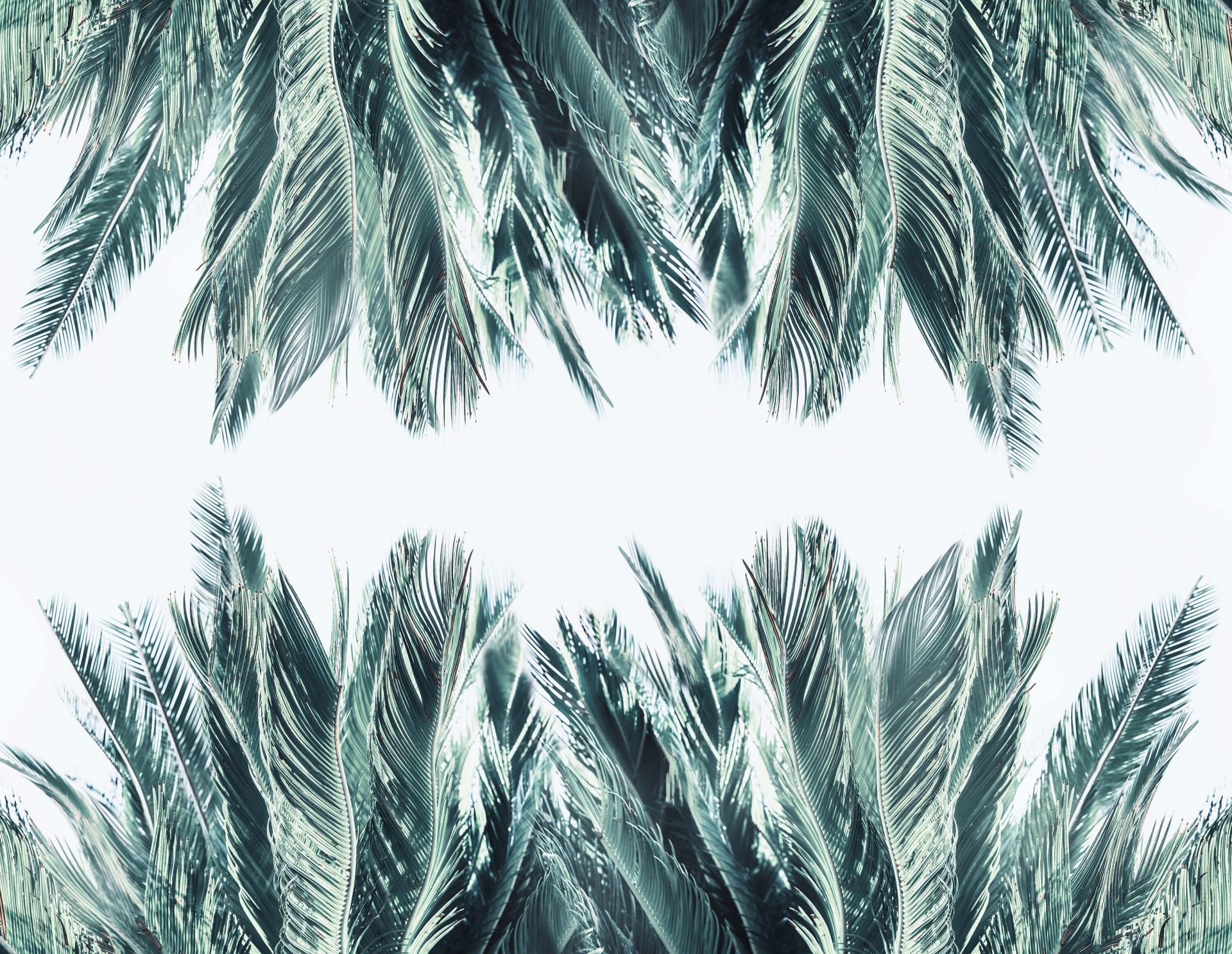 Liście palmowe na białym tle