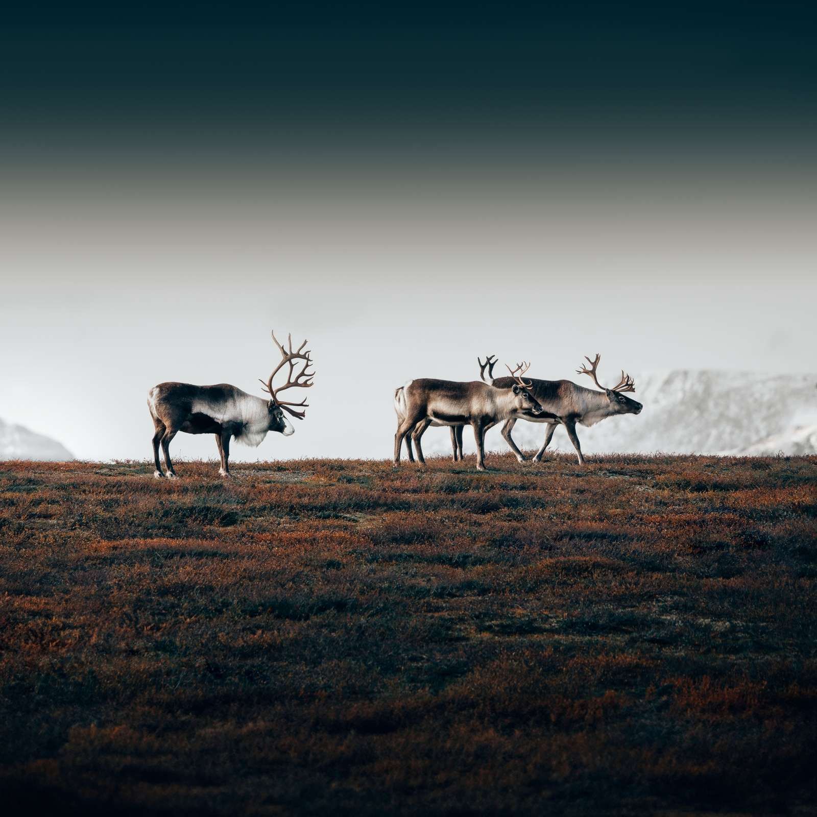 Grupa reniferów w północnej Europie