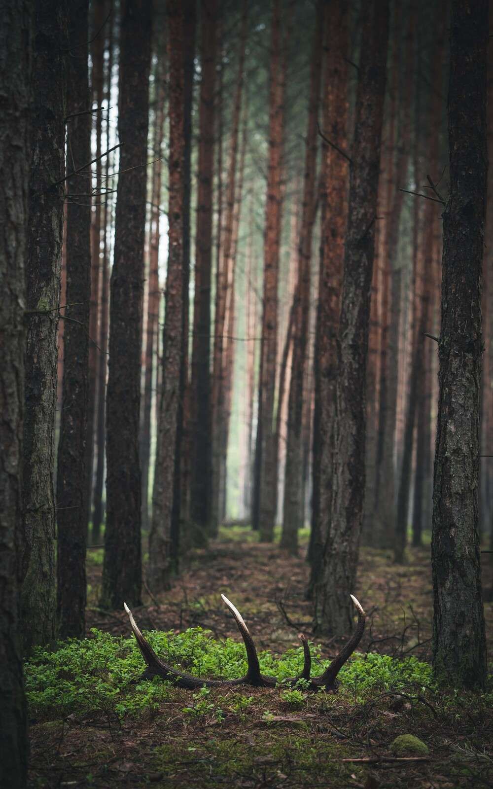 Dzikie i Tajemnicze między Drzewami