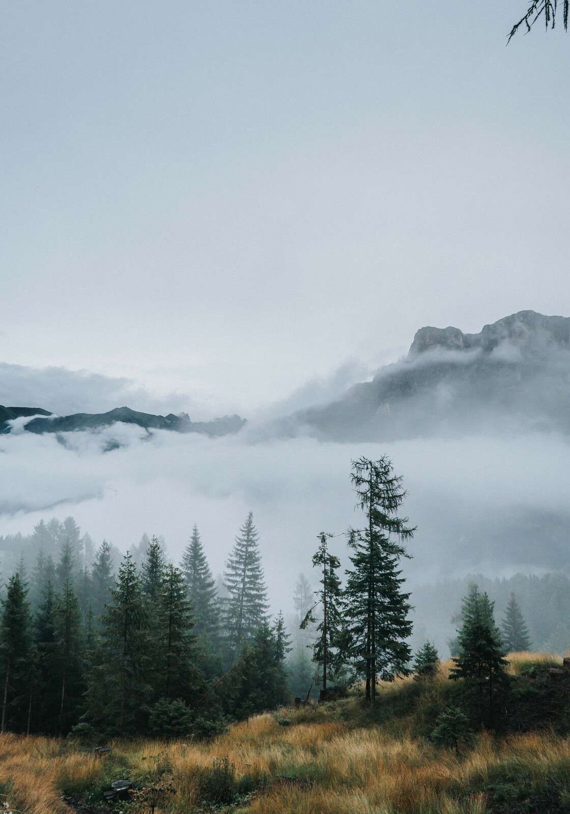 Poranna mgła nad lasem