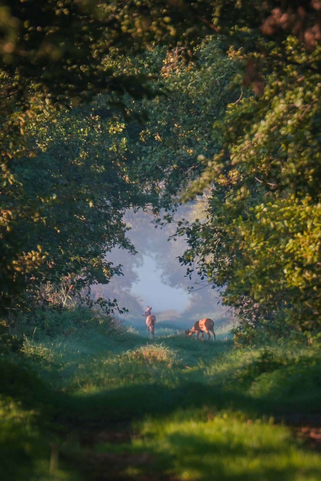 Zwierzęta w porannym świetle