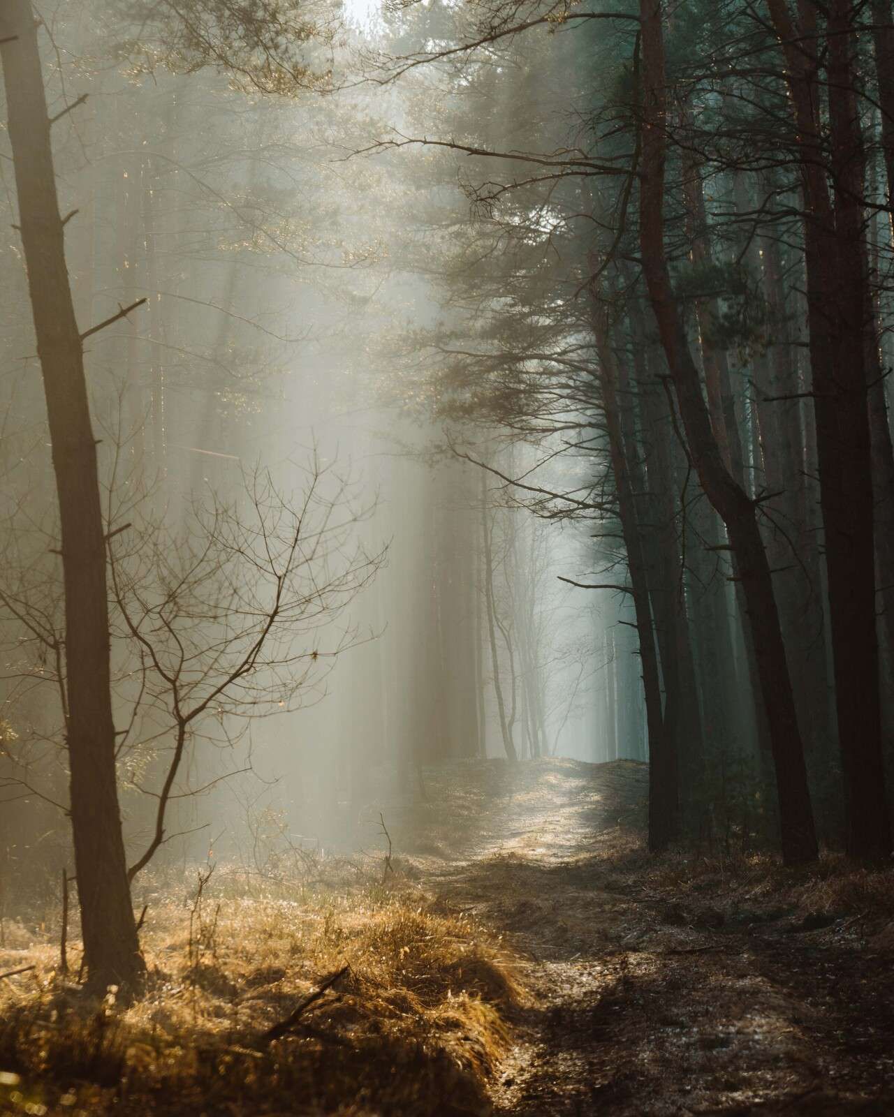 Promienie światła przez las