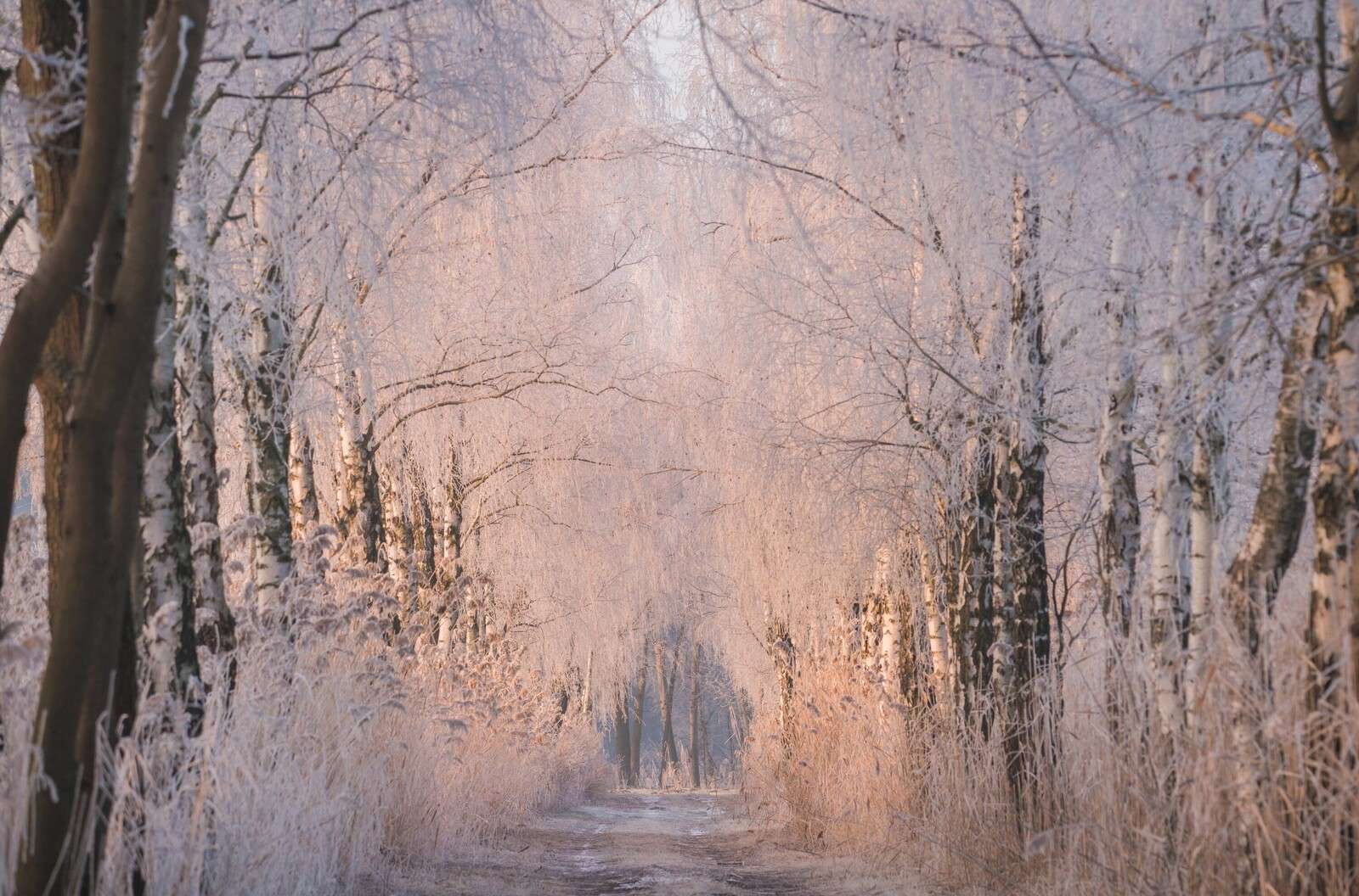 Bomen w zimowej mgle
