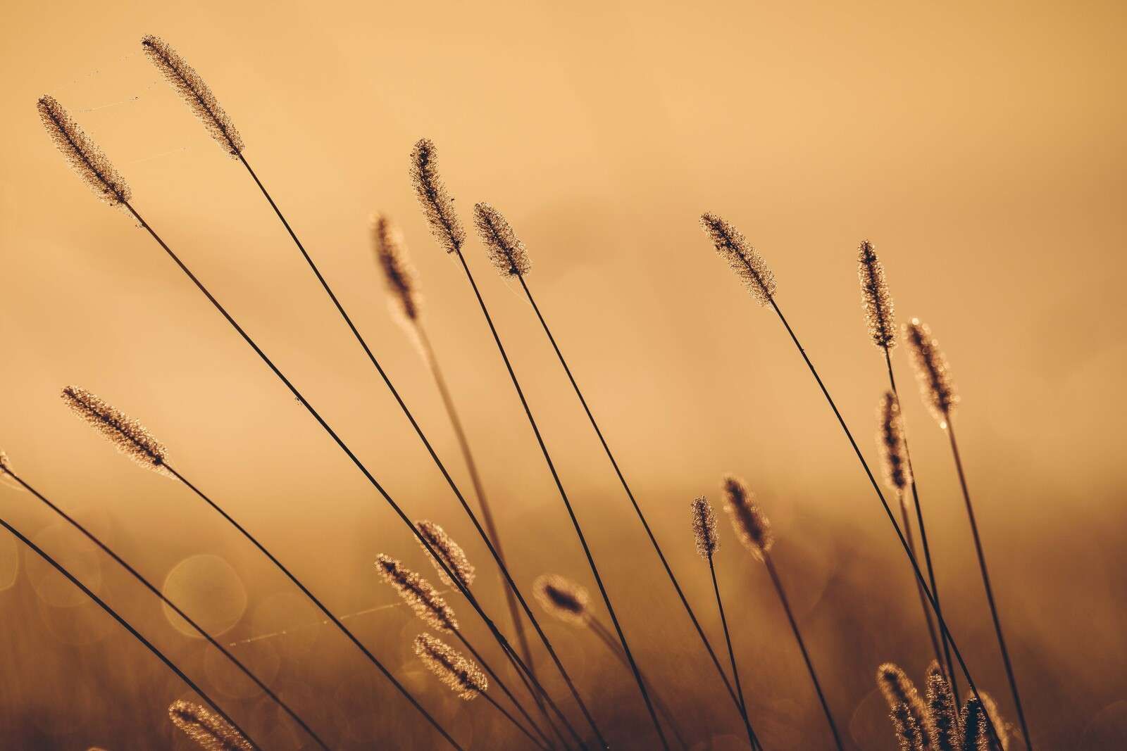 Szeptające trawy w porannym słońcu