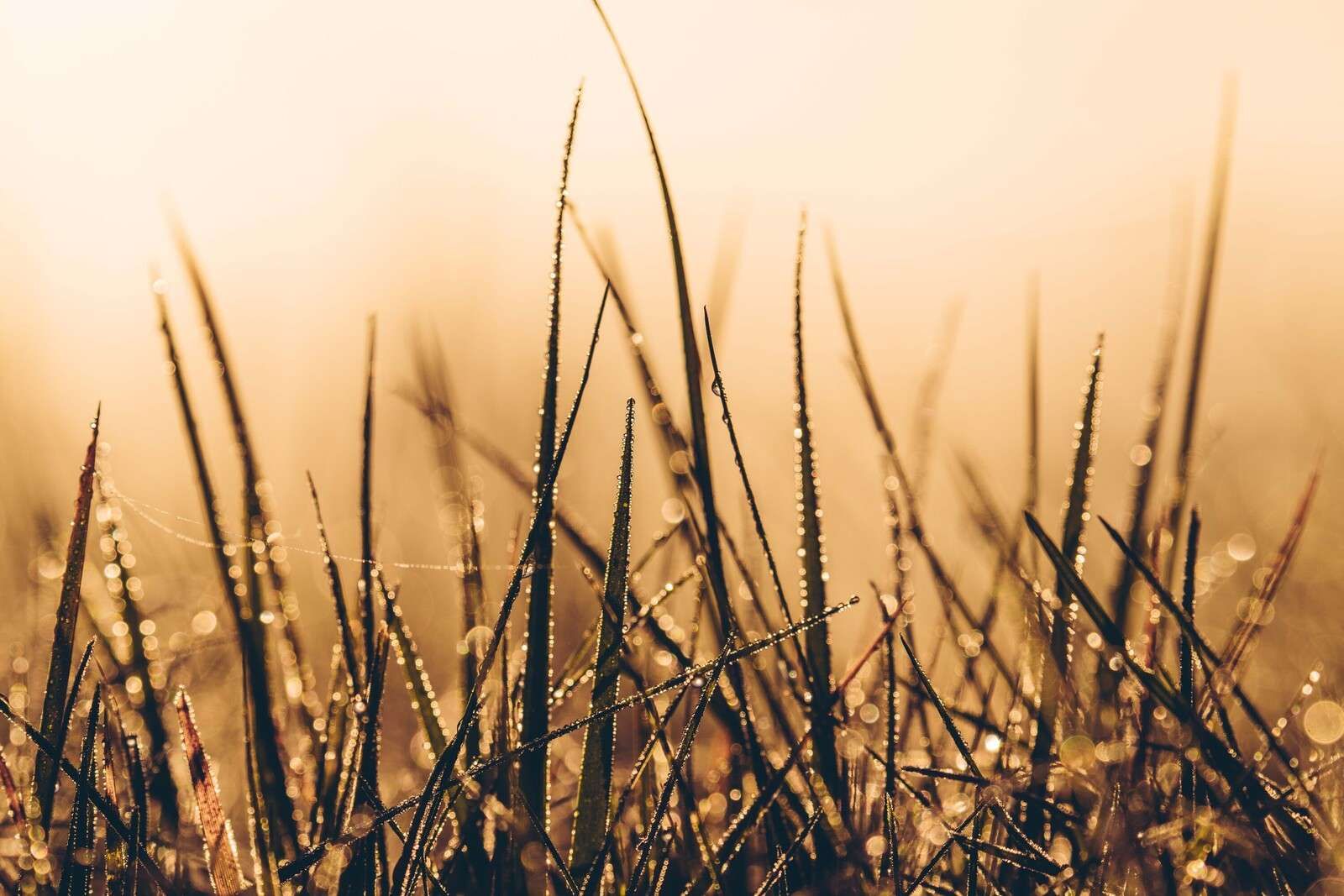 Sprankelend Dauwgras