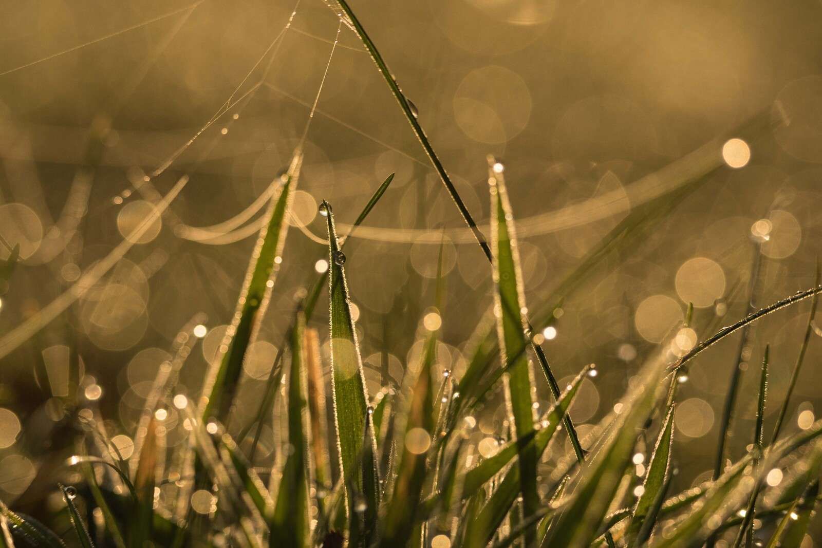 Błyszcząca Poranna Trawa