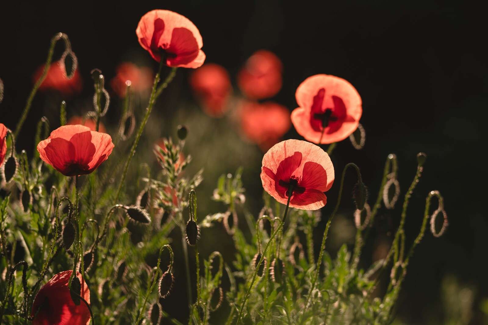 Tańczące Makówki w Świetle Słońca