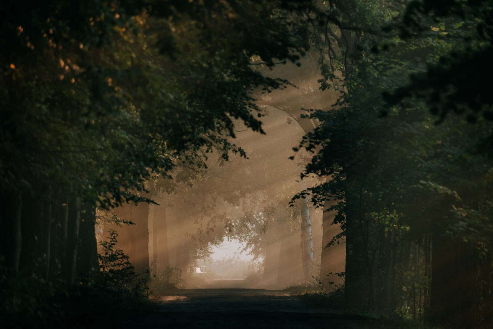 Złote Światło w Lesie