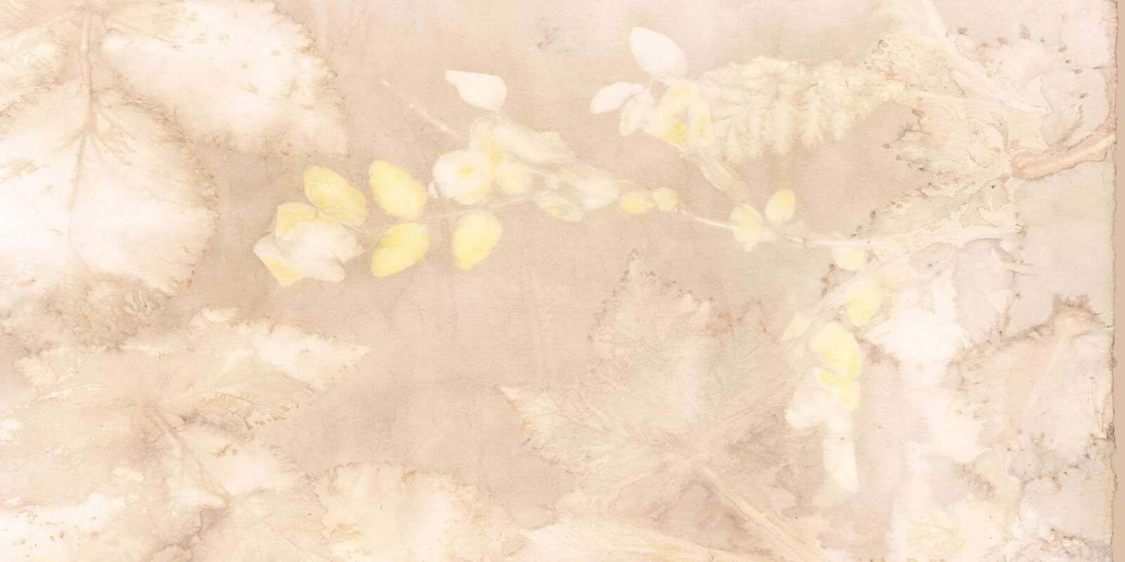 Snieżna jagoda i dzika jeżyna - orzech laskowy