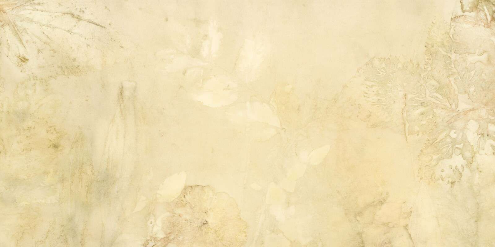 Wegebree i dziki geranium - światło wsteczne