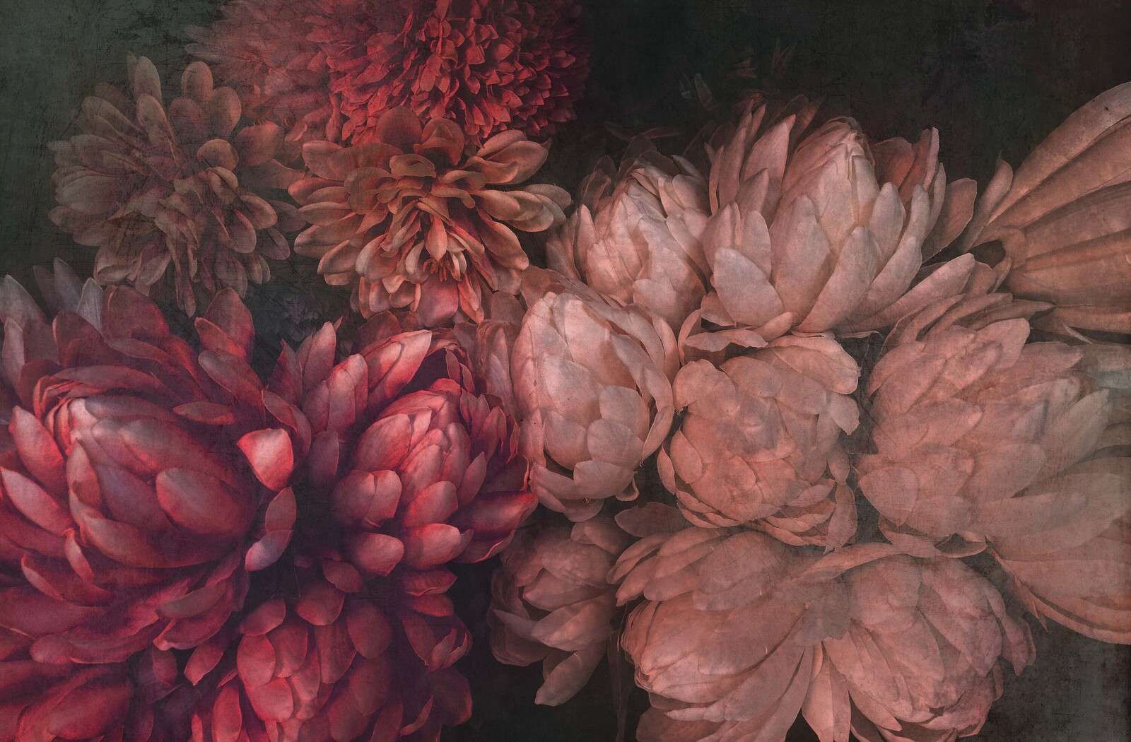 Chryzantemy w głębokich odcieniach różu