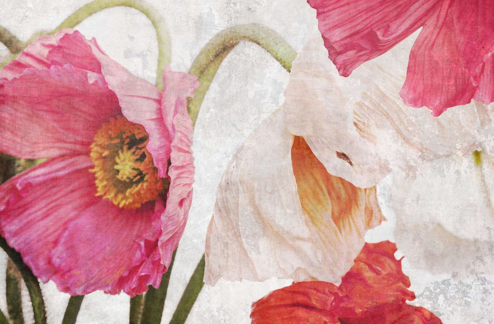 Tańczące maki w letnim powietrzu