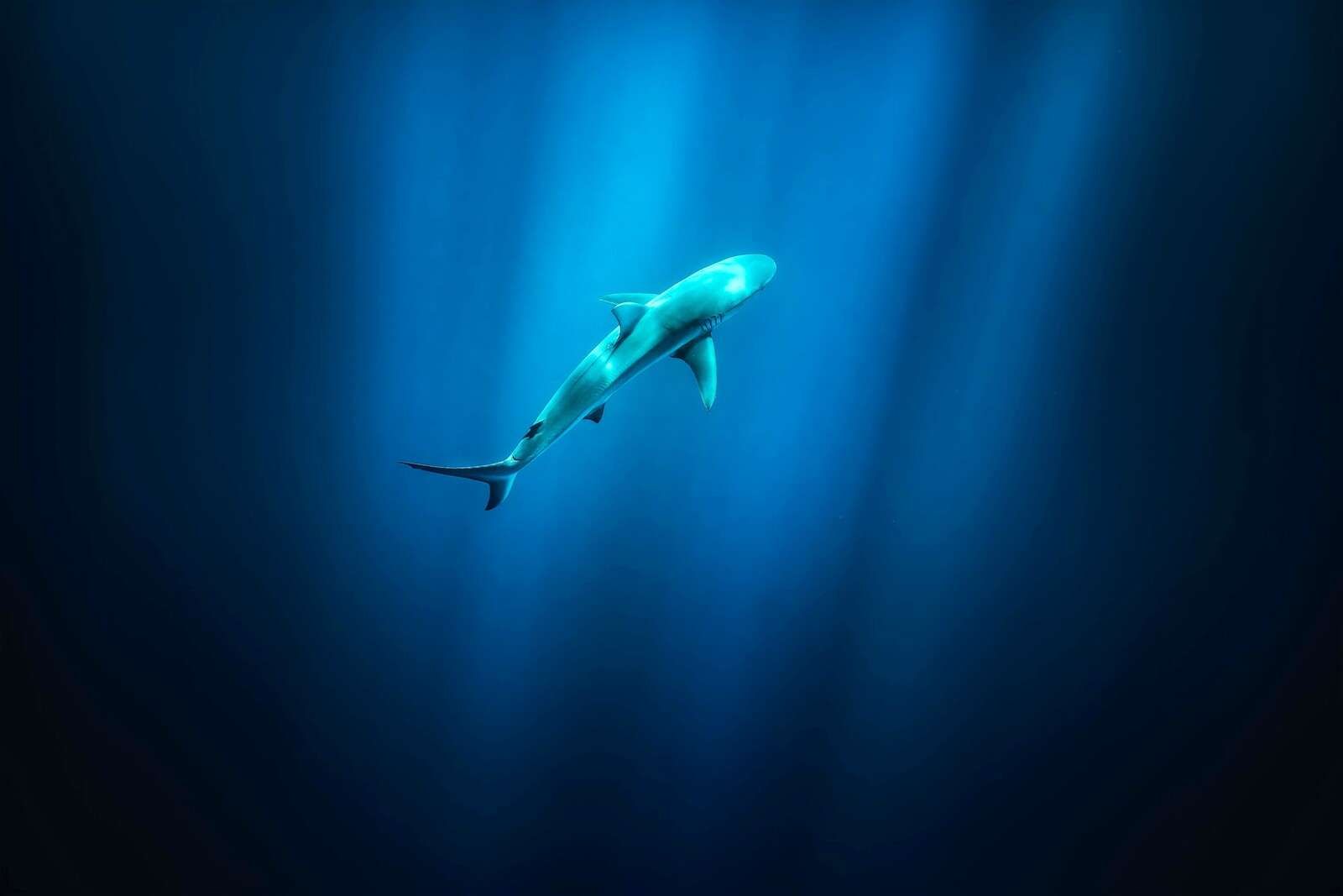Rekin w głębokim błękicie oceanicznego światła