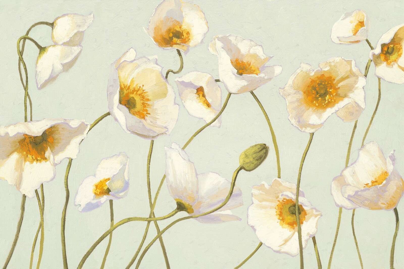 Białe maki na łagodnym wietrze