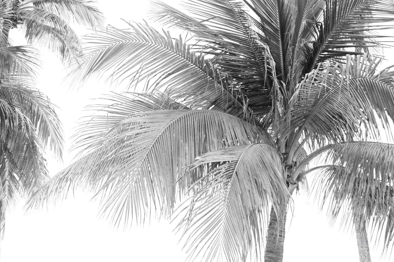 Liście palmowe w jasnym świetle słonecznym