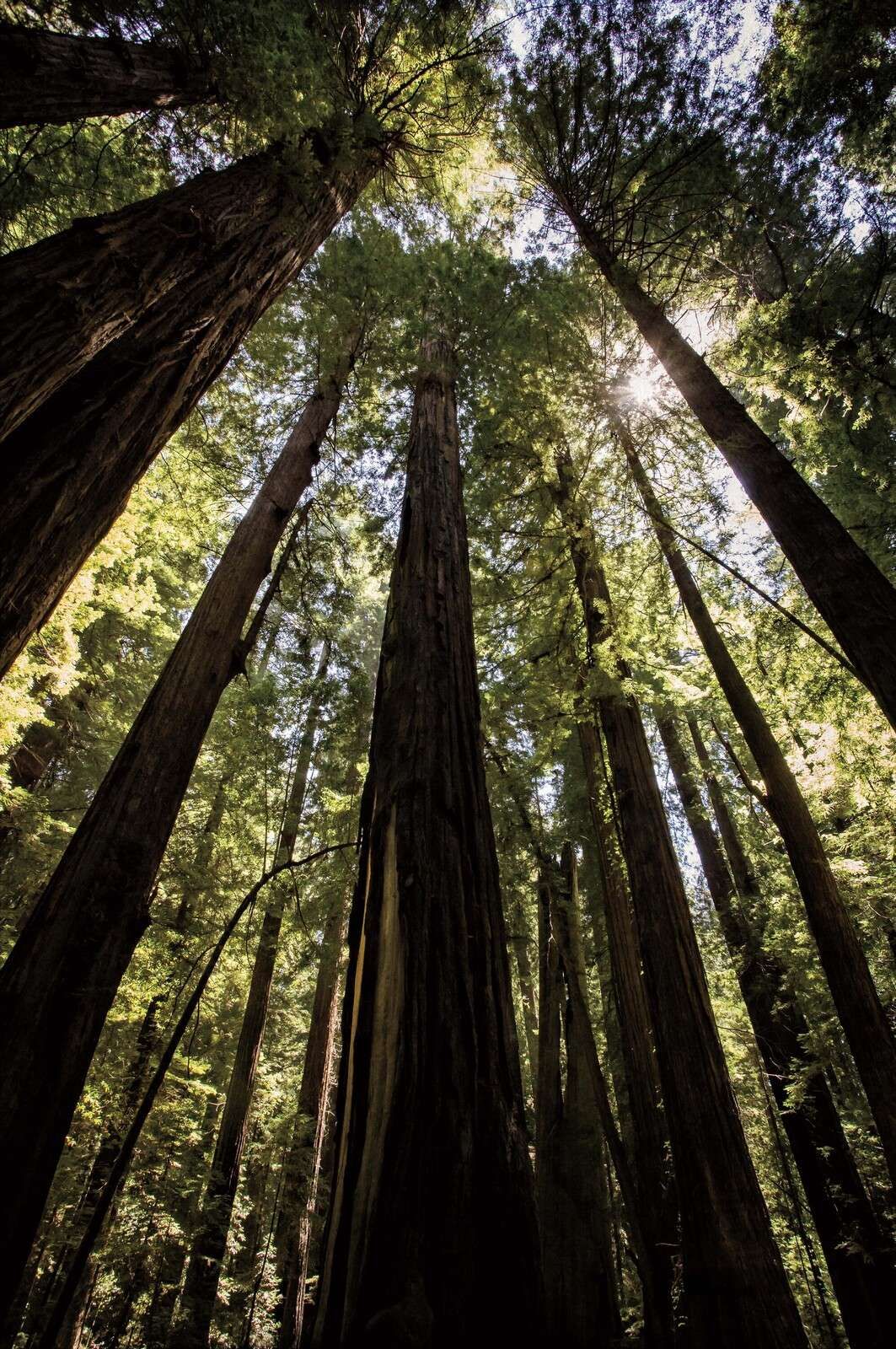 Olbrzymie drzewa w lesie słonecznym