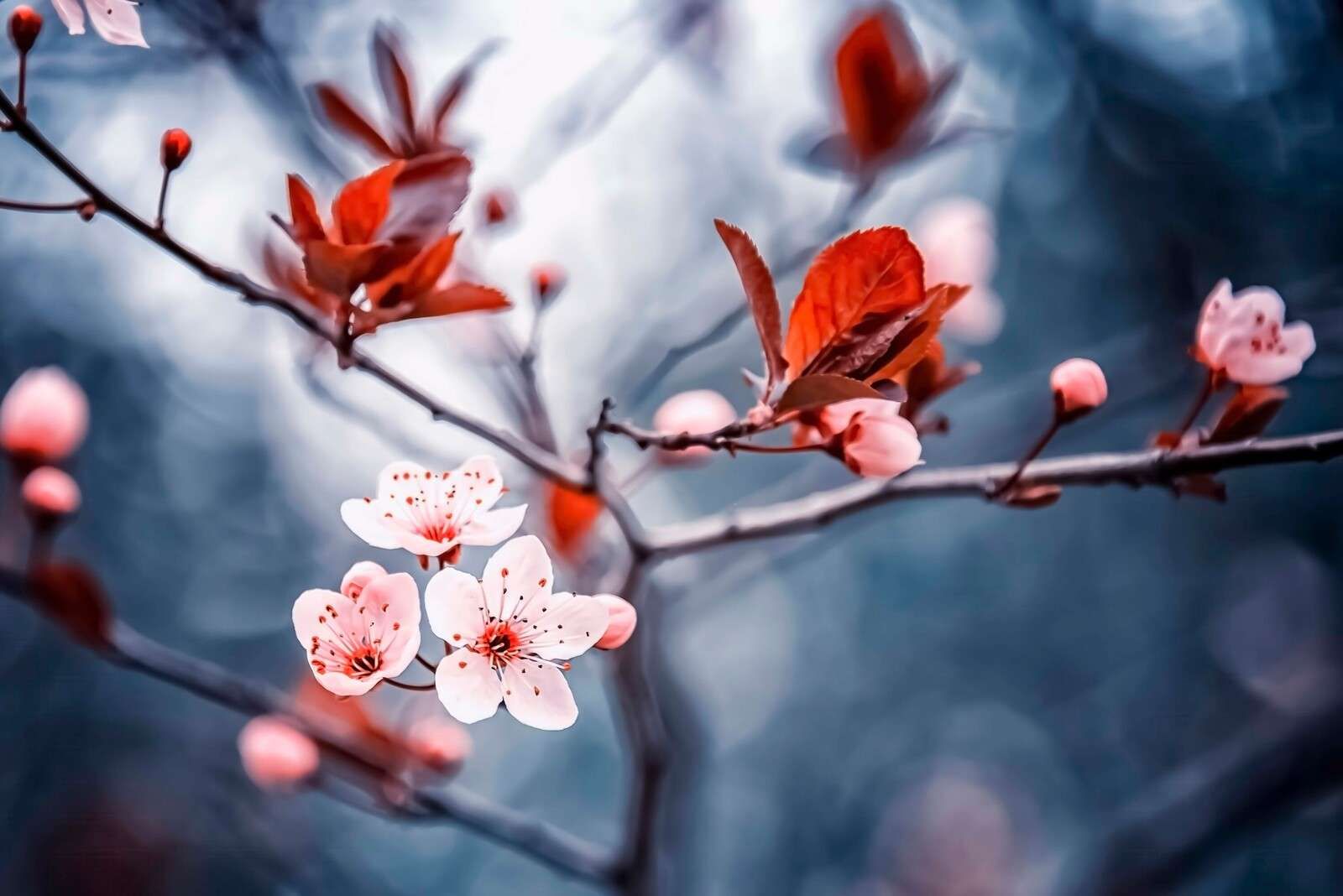 Kwiat wiśni z czerwono-brązowymi liśćmi