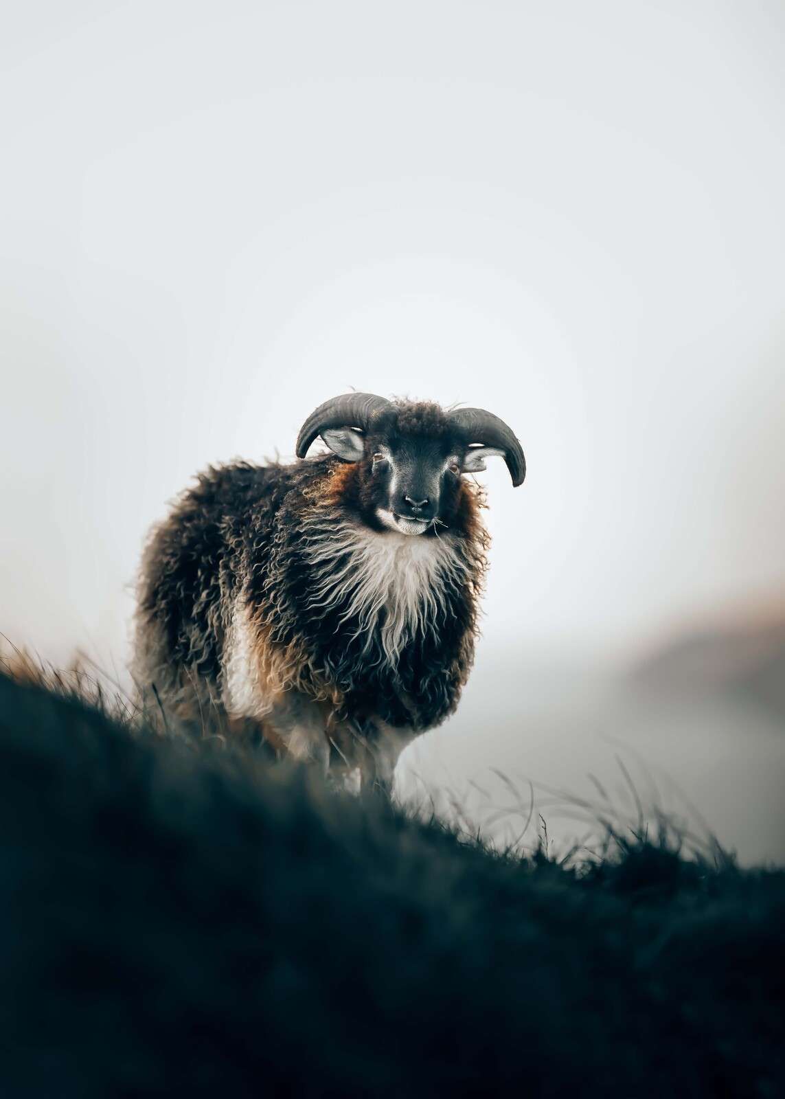 Baran w porannej mgle