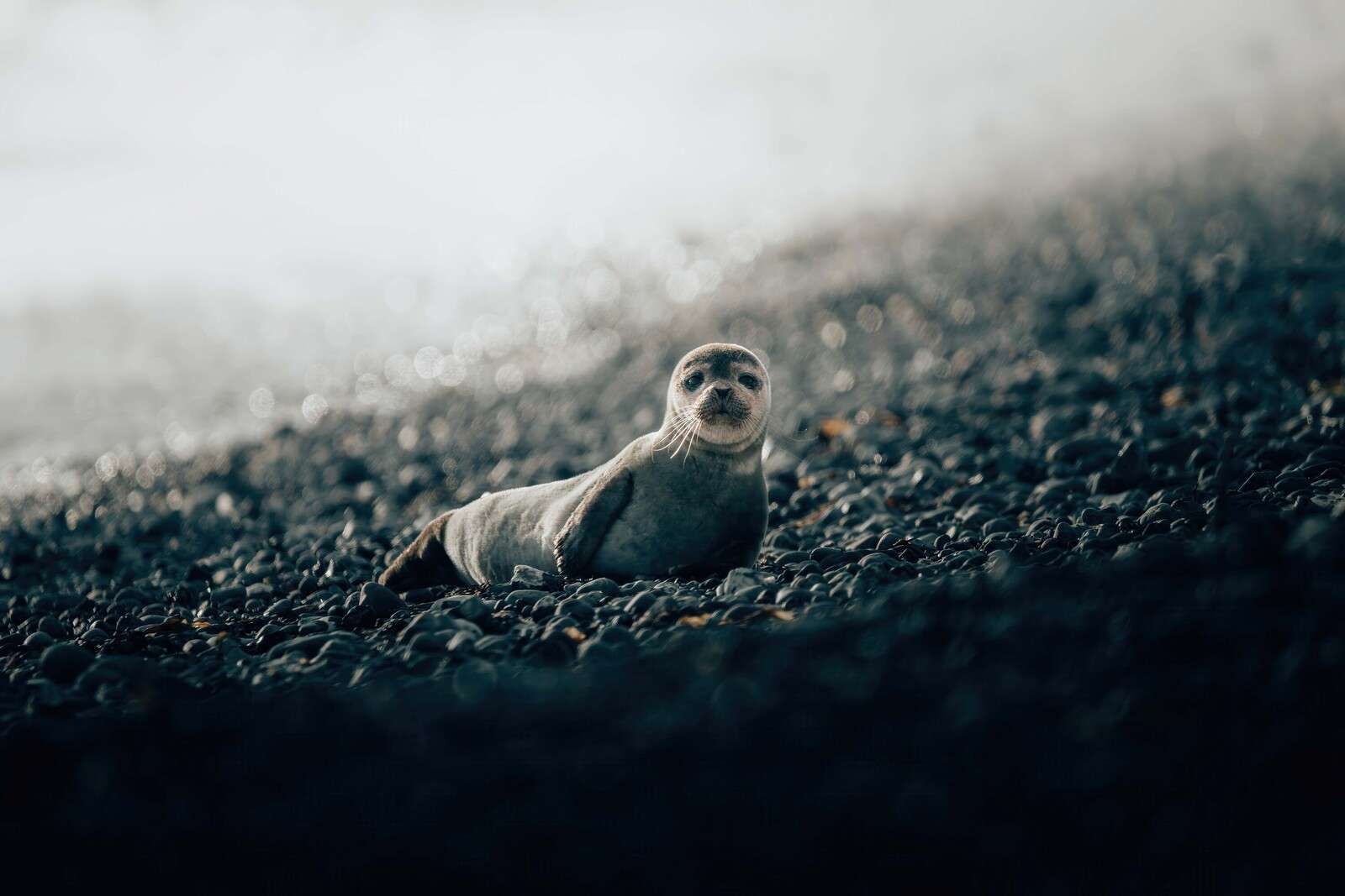 Młoda foka na kamienistej plaży