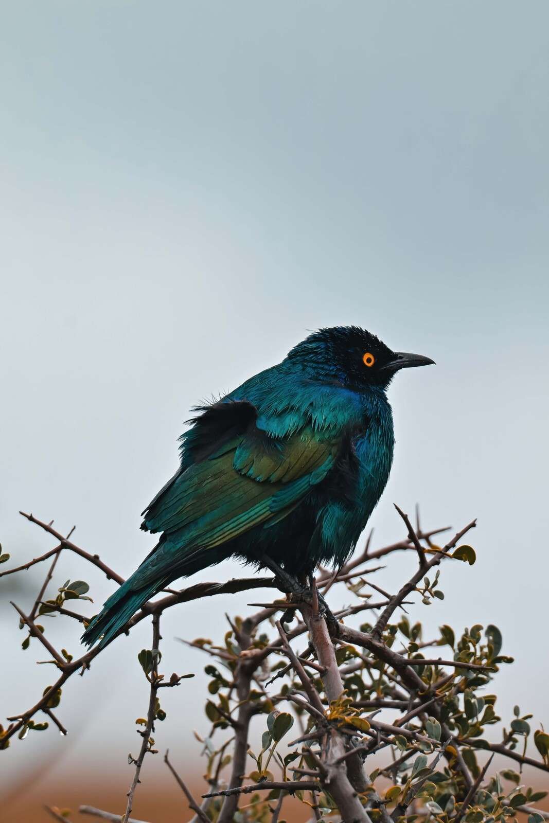 Kolorowy ptak na gałęzi