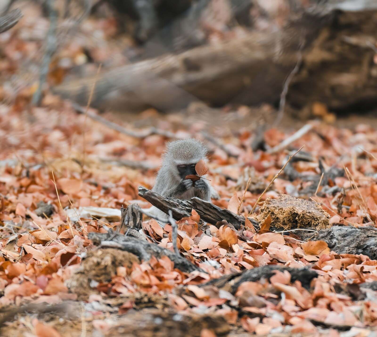 Jesienny las z młodą małpą