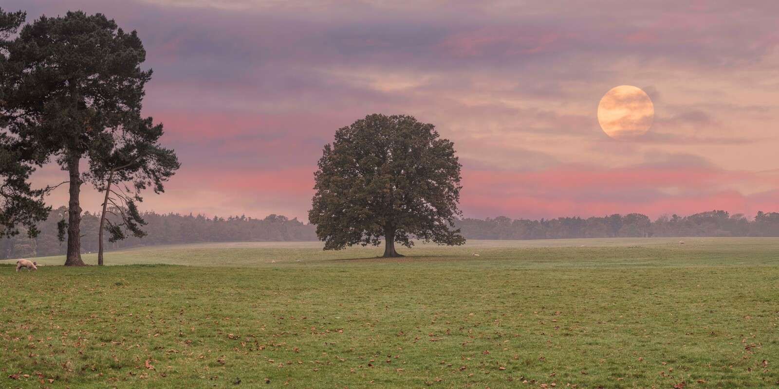 Księżyc nad spokojnym krajobrazem przyrodniczym