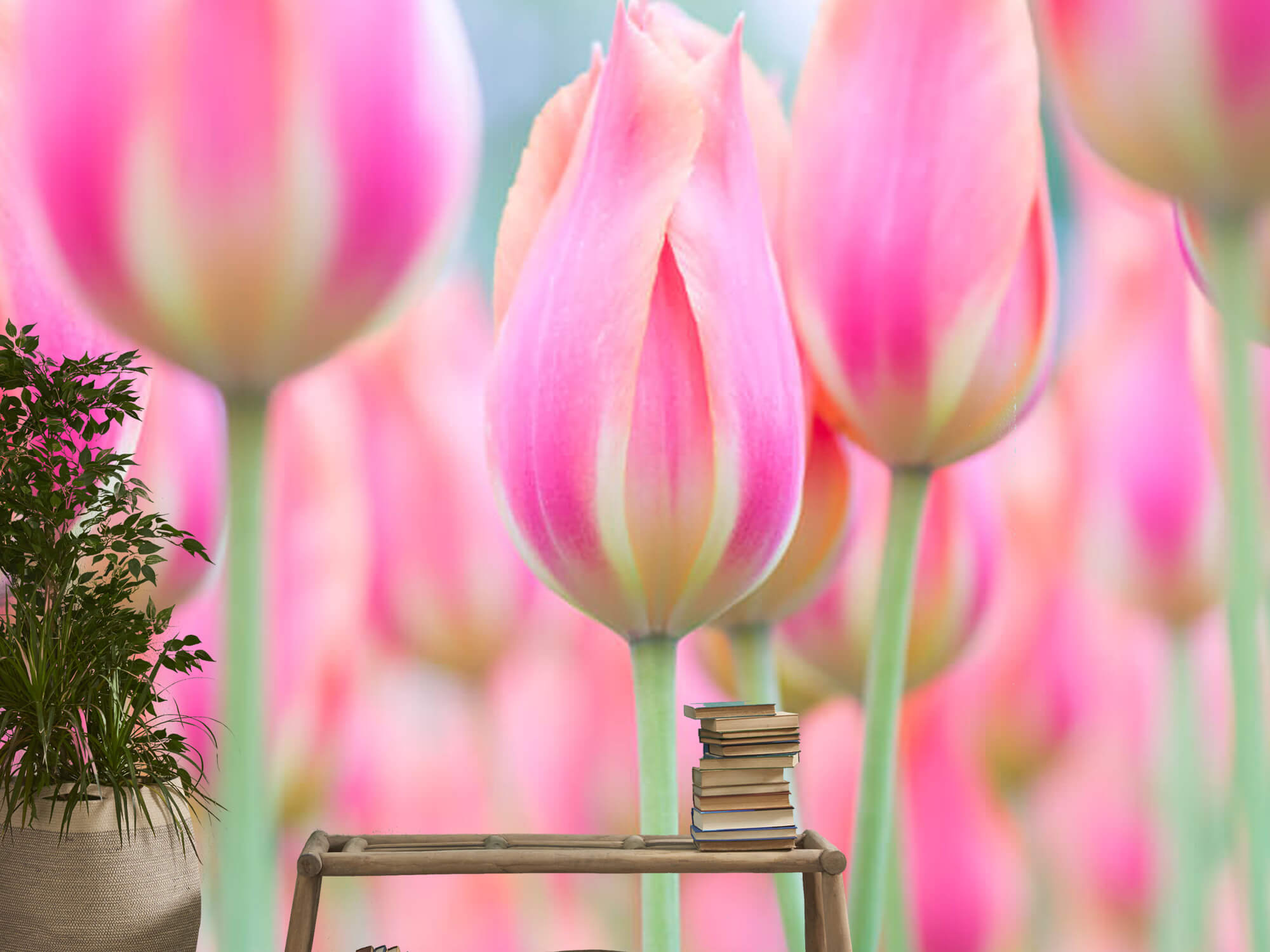  Zbliżenie na różowe tulipany 15